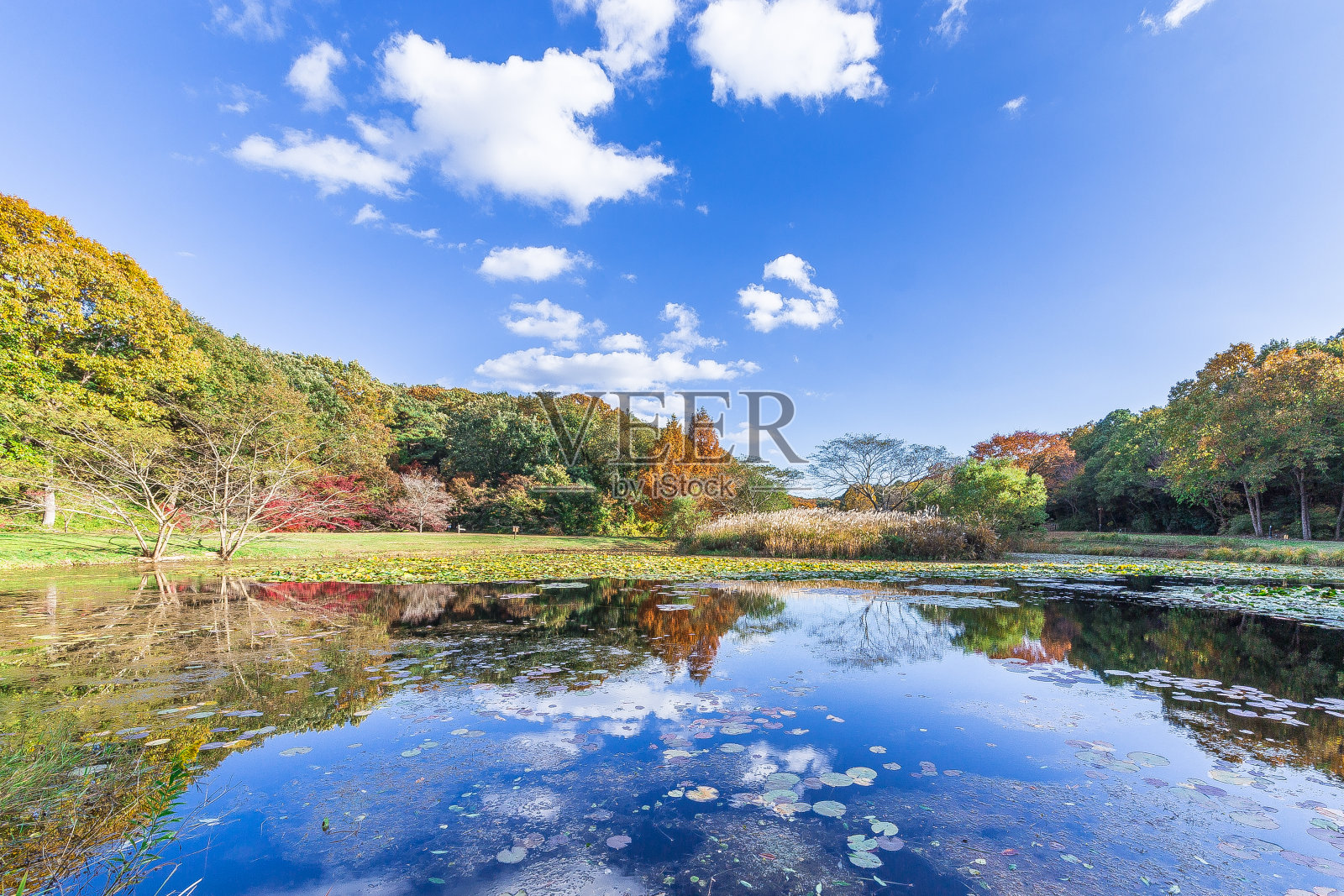 日本的秋叶照片摄影图片