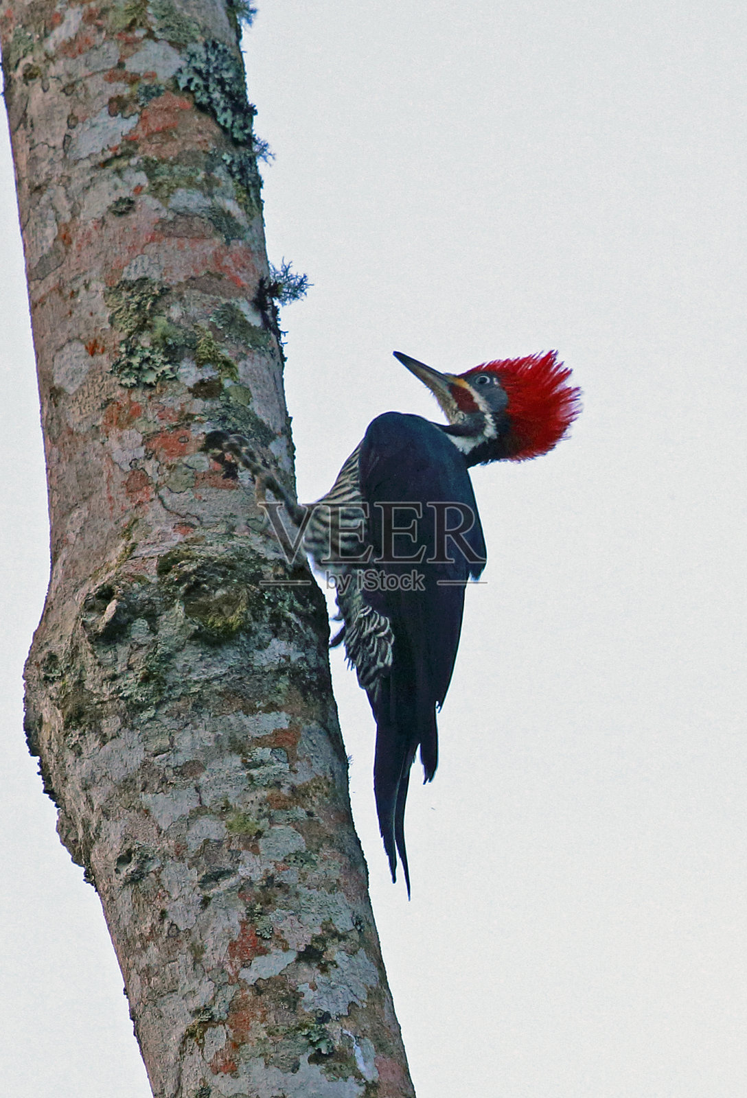 划线的啄木鸟照片摄影图片