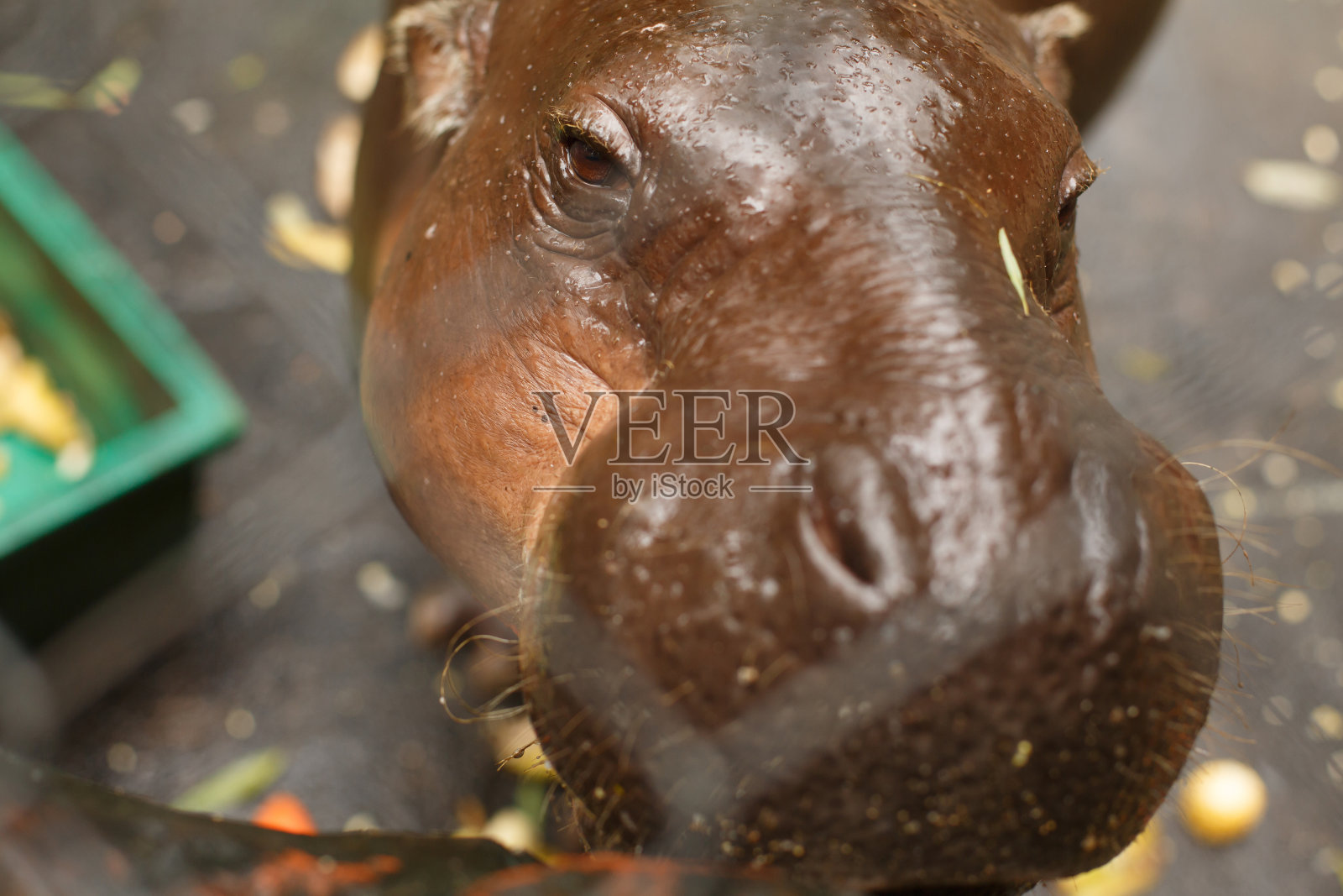 可爱的河马看着镜框，特写照片摄影图片