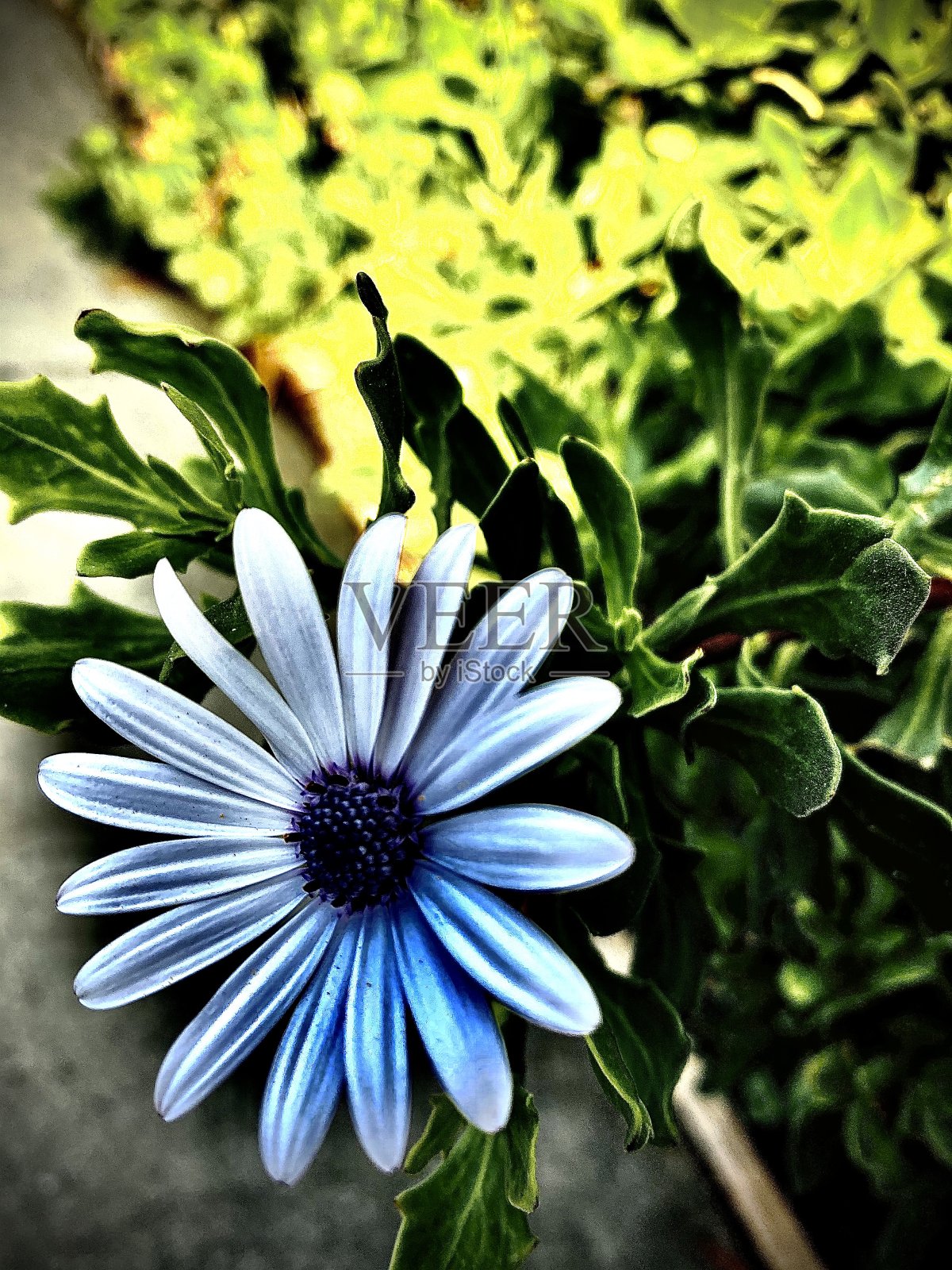 蓝带雏菊照片摄影图片