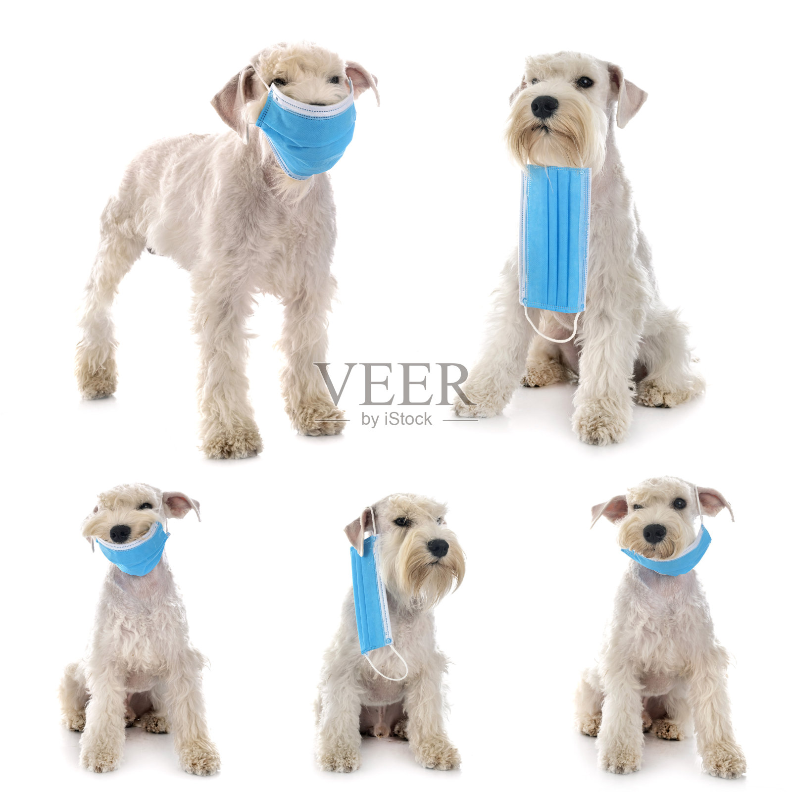 迷你雪纳瑞和面具照片摄影图片