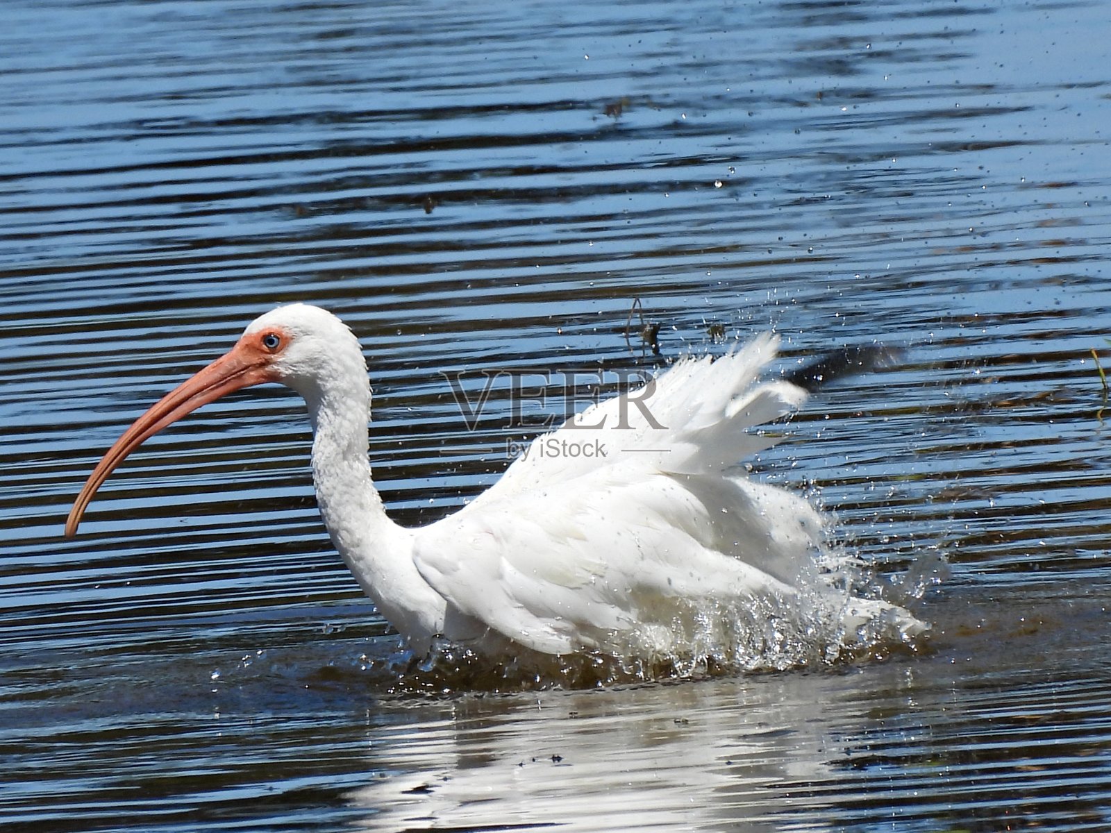 白鹮(Eudocimus albus)正在佛罗里达的湖里洗澡照片摄影图片