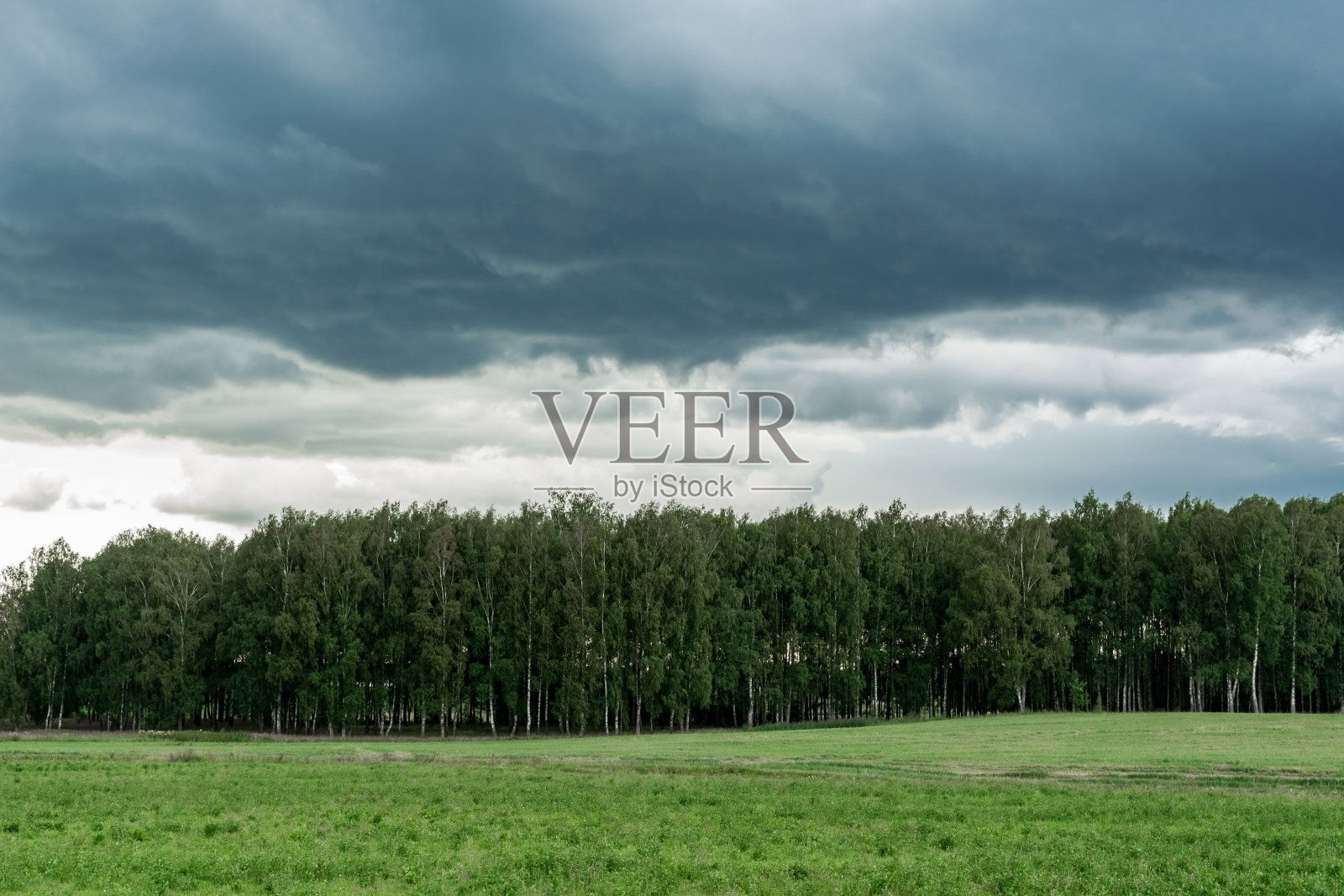 暴风雨中阴沉的白桦林。即将到来的气旋所形成的乌云照片摄影图片