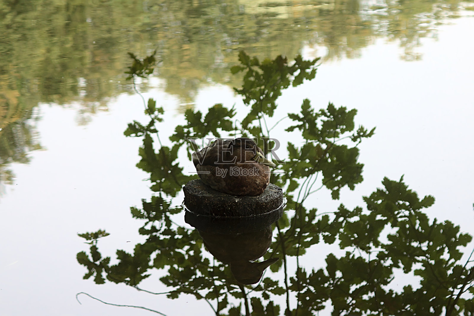 秋天的早晨，池塘里的鸭子照片摄影图片