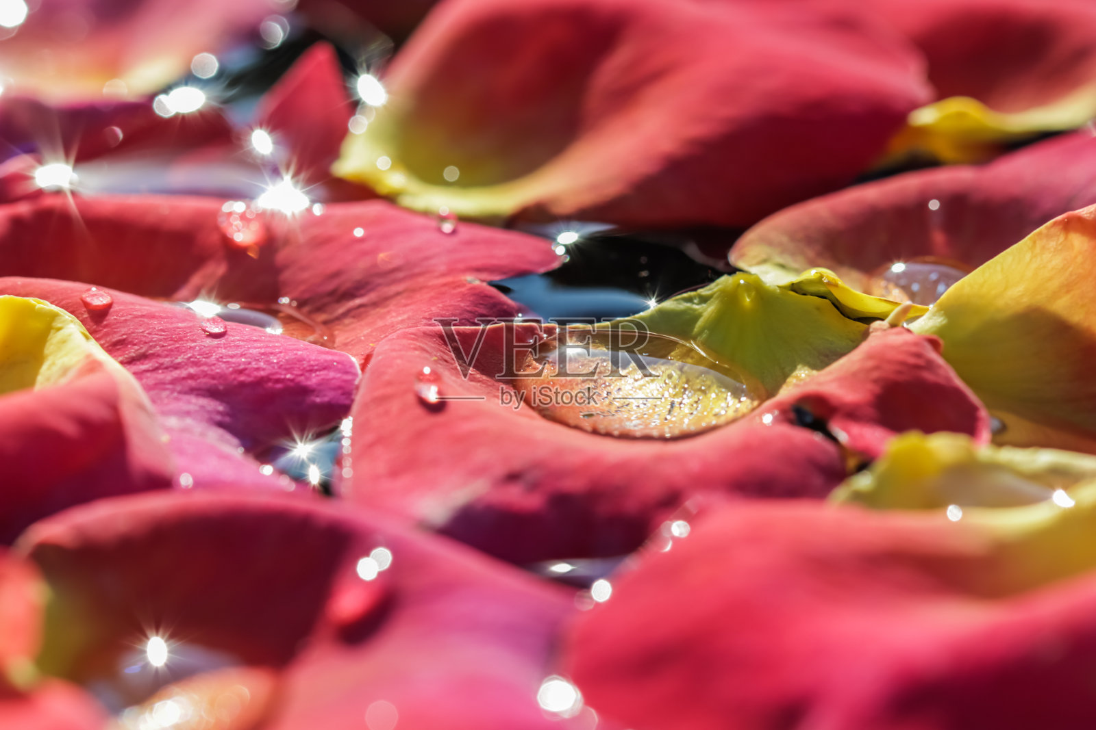 红黄的玫瑰花瓣和水滴。芳香疗法和水疗概念。模糊的背景照片摄影图片