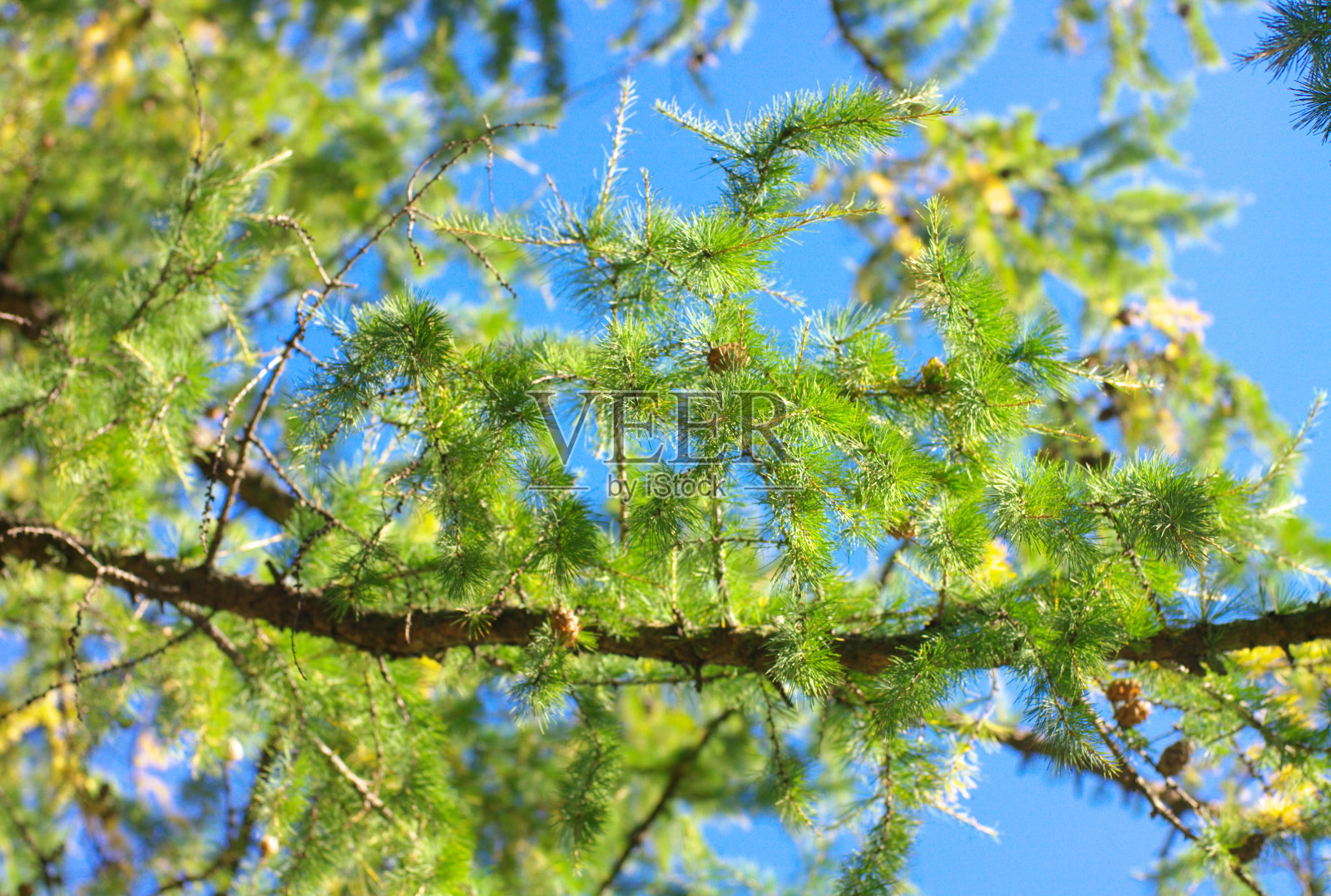 松照片摄影图片