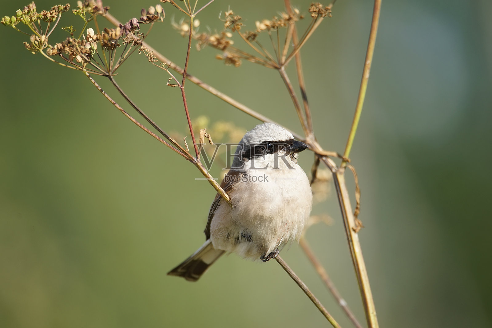 红背伯劳鸟照片摄影图片
