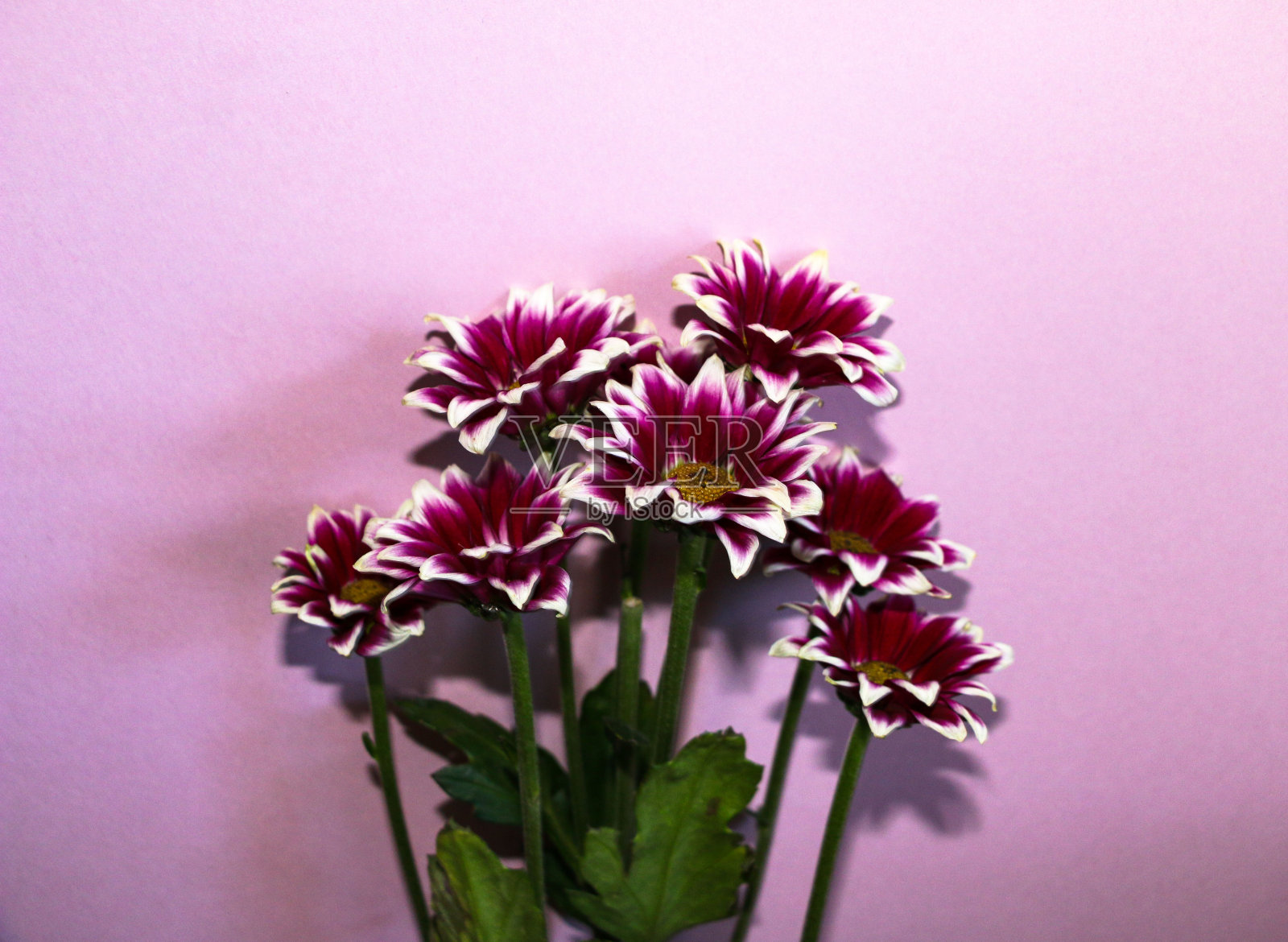 粉红色背景上盛开的菊花小枝。照片摄影图片