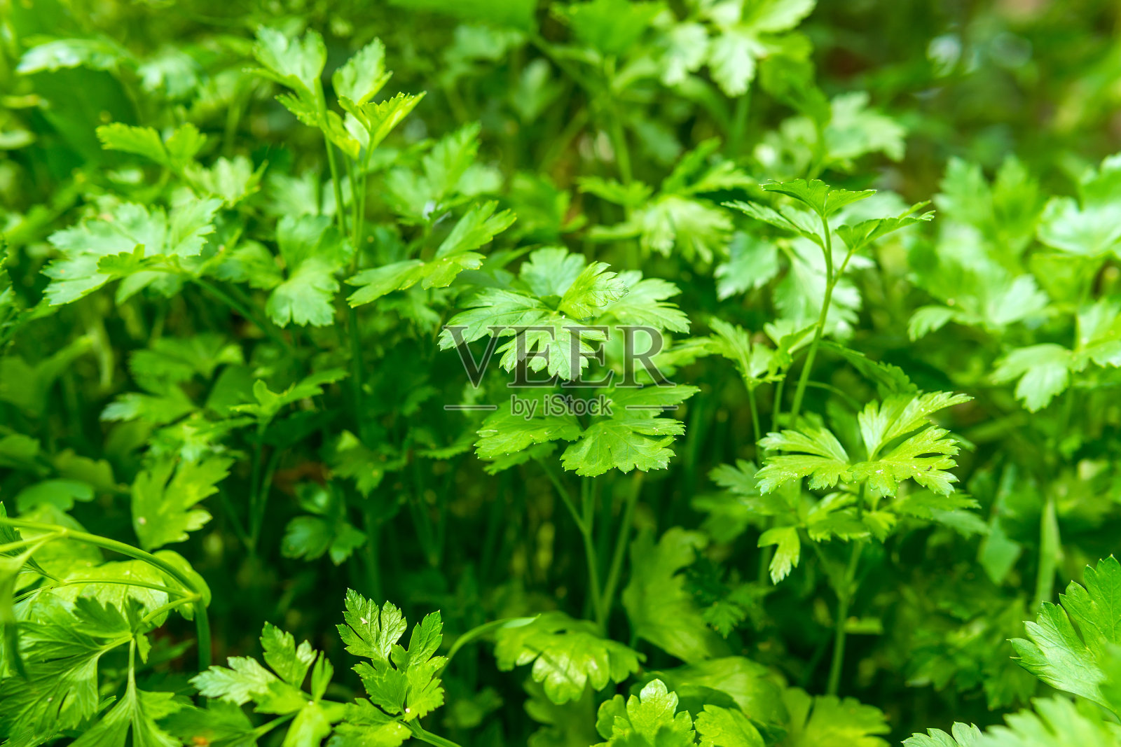 绿色香菜的叶子蔬菜的食物配料照片摄影图片