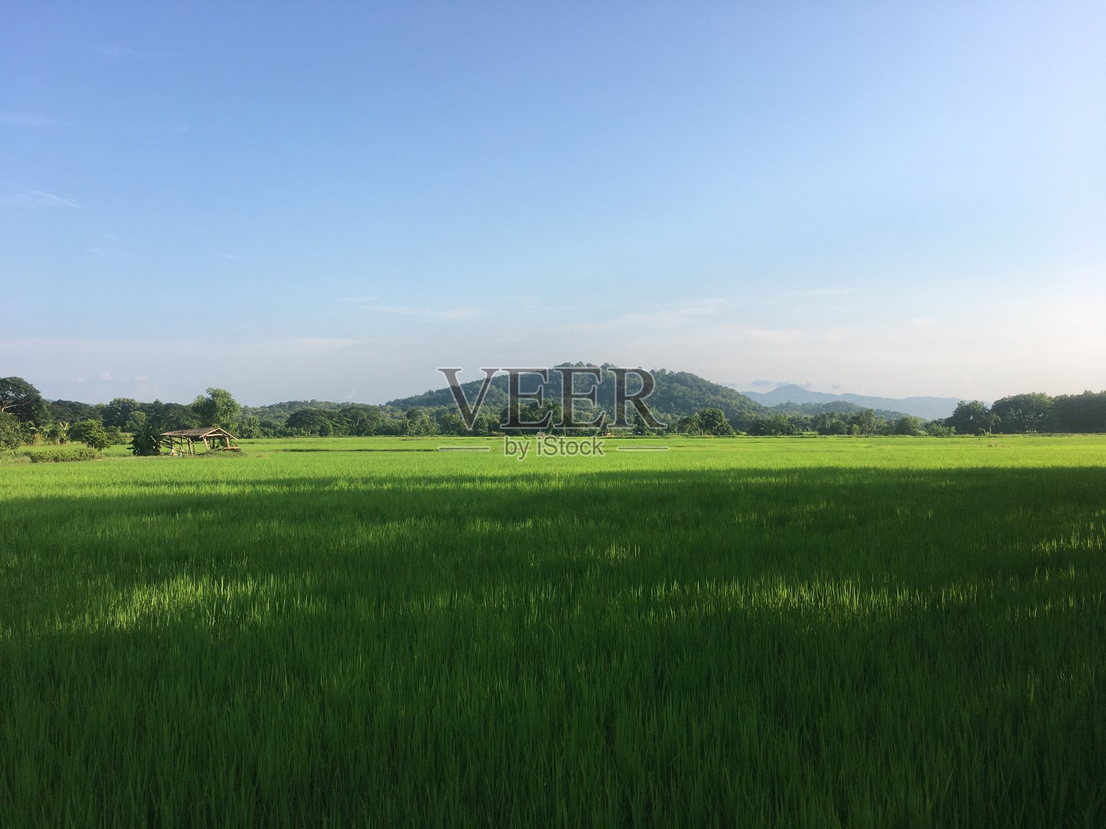 雨季的稻田照片摄影图片