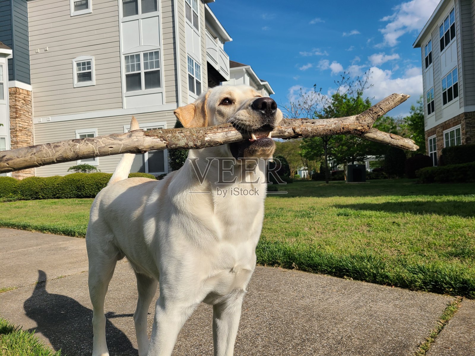 一只拉布拉多猎犬和一根棍子照片摄影图片
