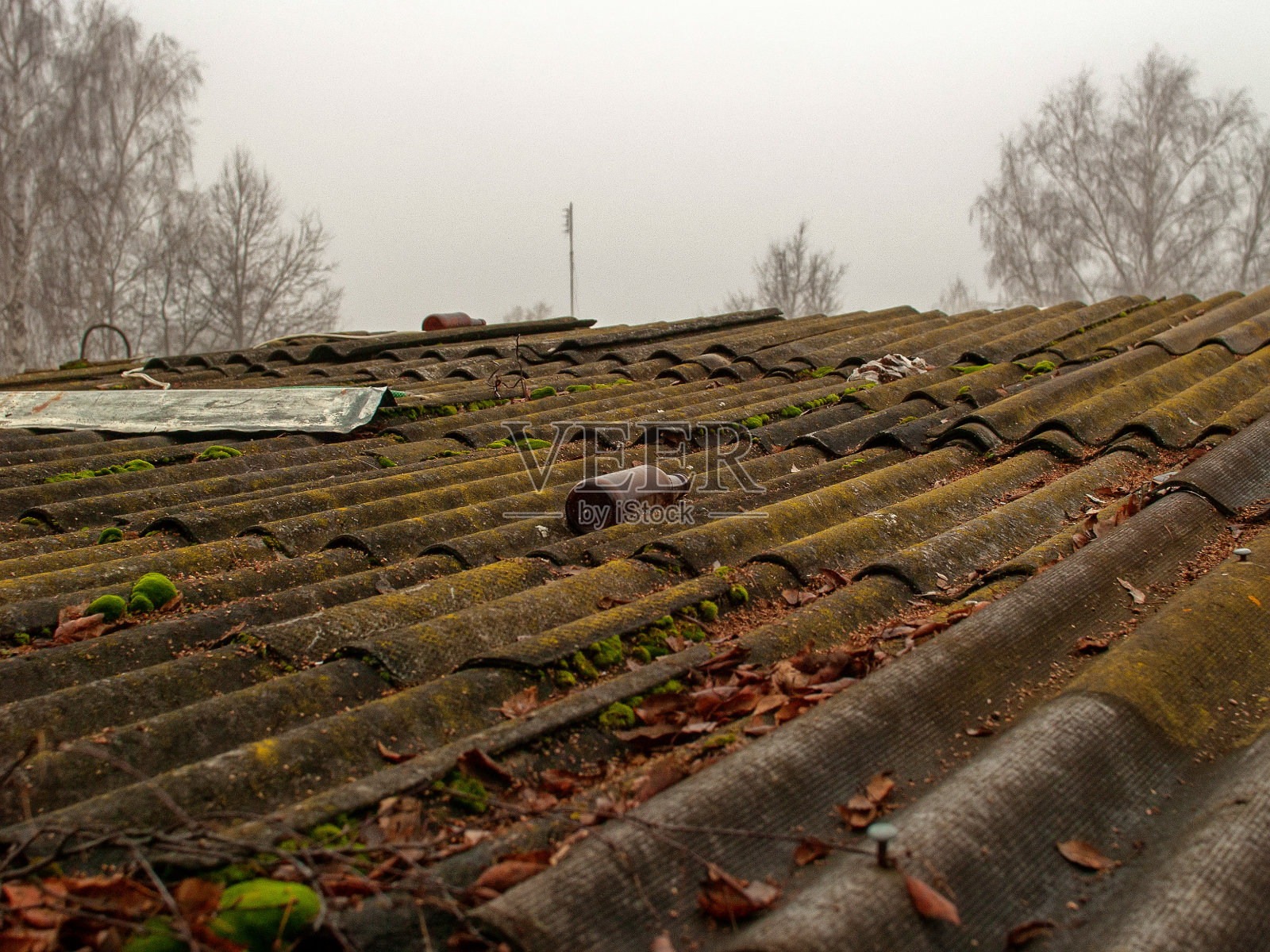 石板屋顶上的青苔照片摄影图片