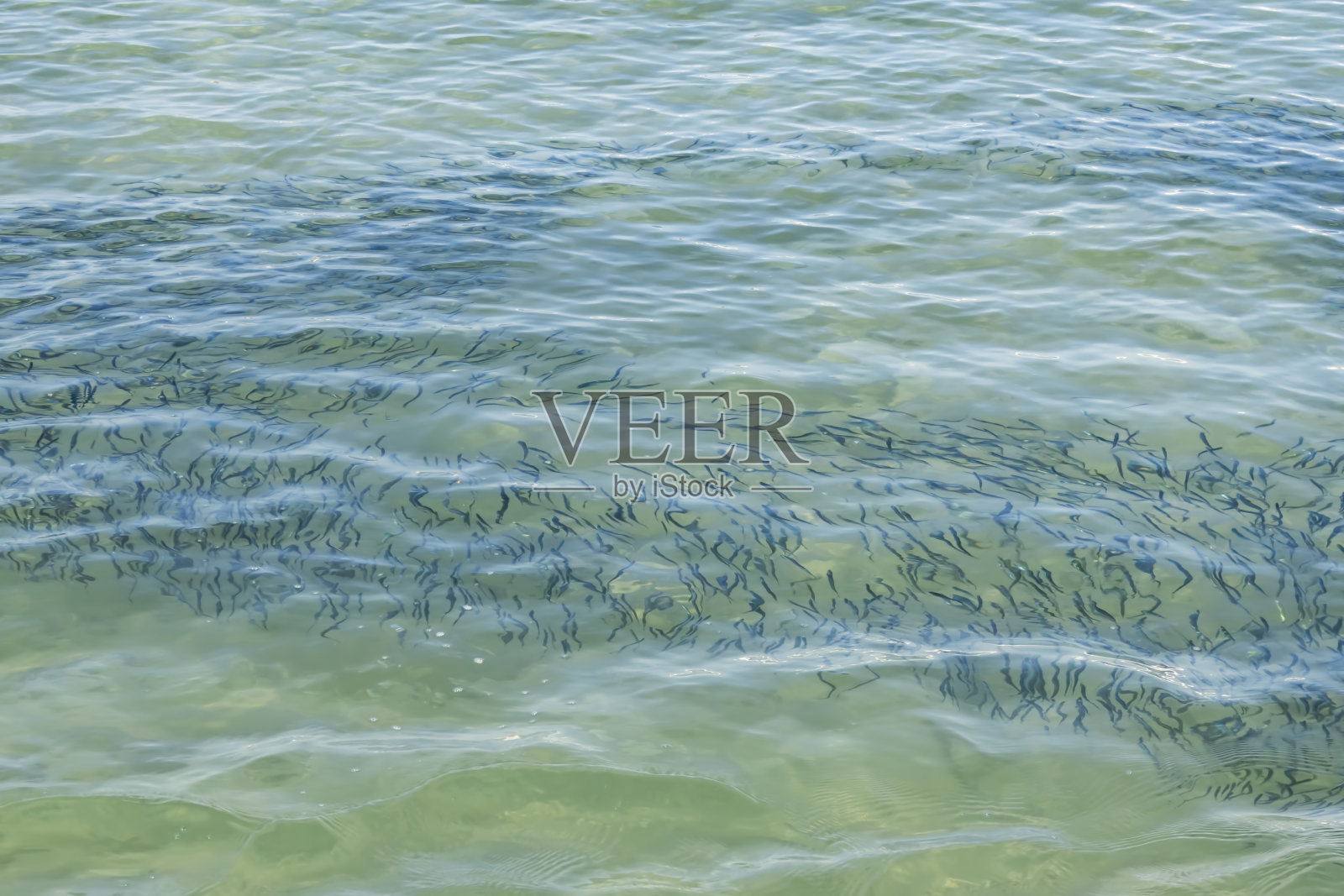 以夏季海滨海景为背景照片摄影图片