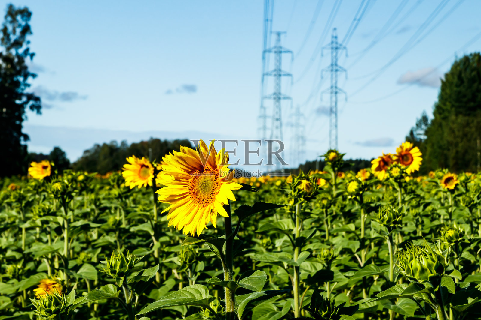 田野上盛开的向日葵在蓝天和电线的背景照片摄影图片