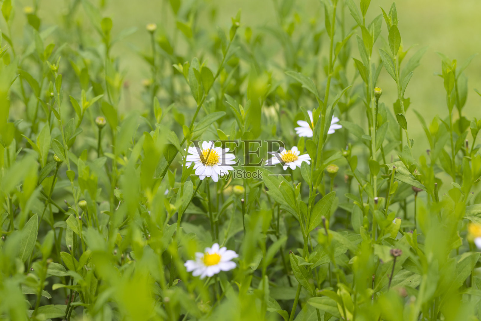 美丽的草地在春天盛开的雏菊。照片摄影图片