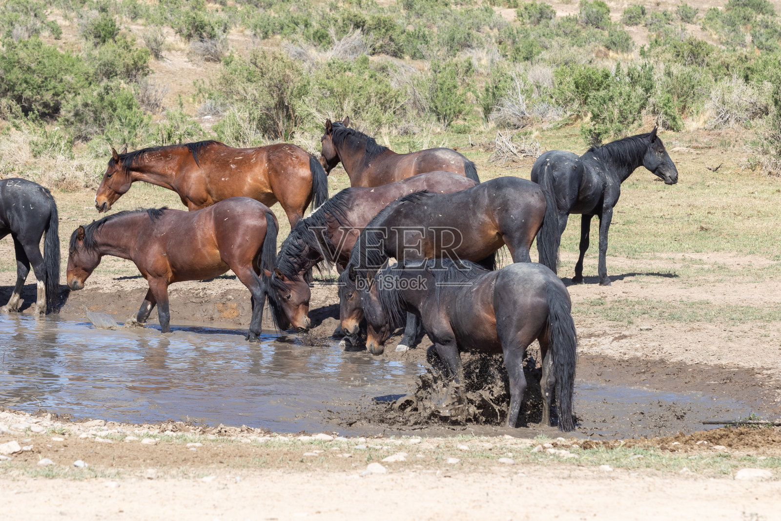 沙漠水坑里的野马照片摄影图片