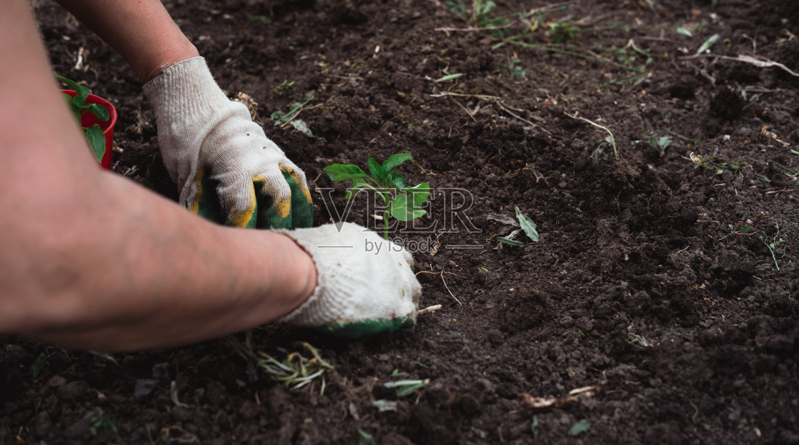 一个戴手套的工人在土壤里种一株绿色的幼苗。照片摄影图片