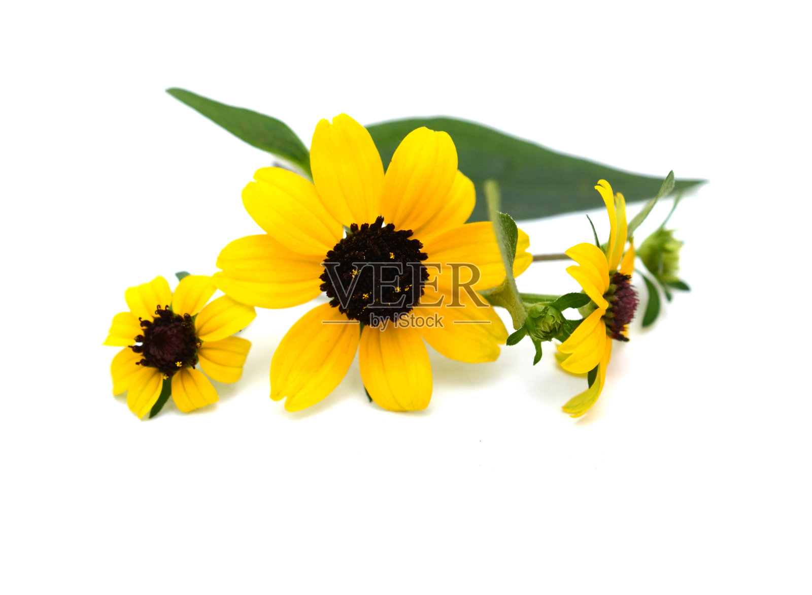 新鲜的黄色扁桃花在白色上照片摄影图片