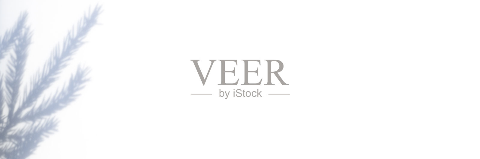 在白灰色背景的墙壁或桌子上的一个圣诞树枝的影子。空间的文本。横幅照片摄影图片