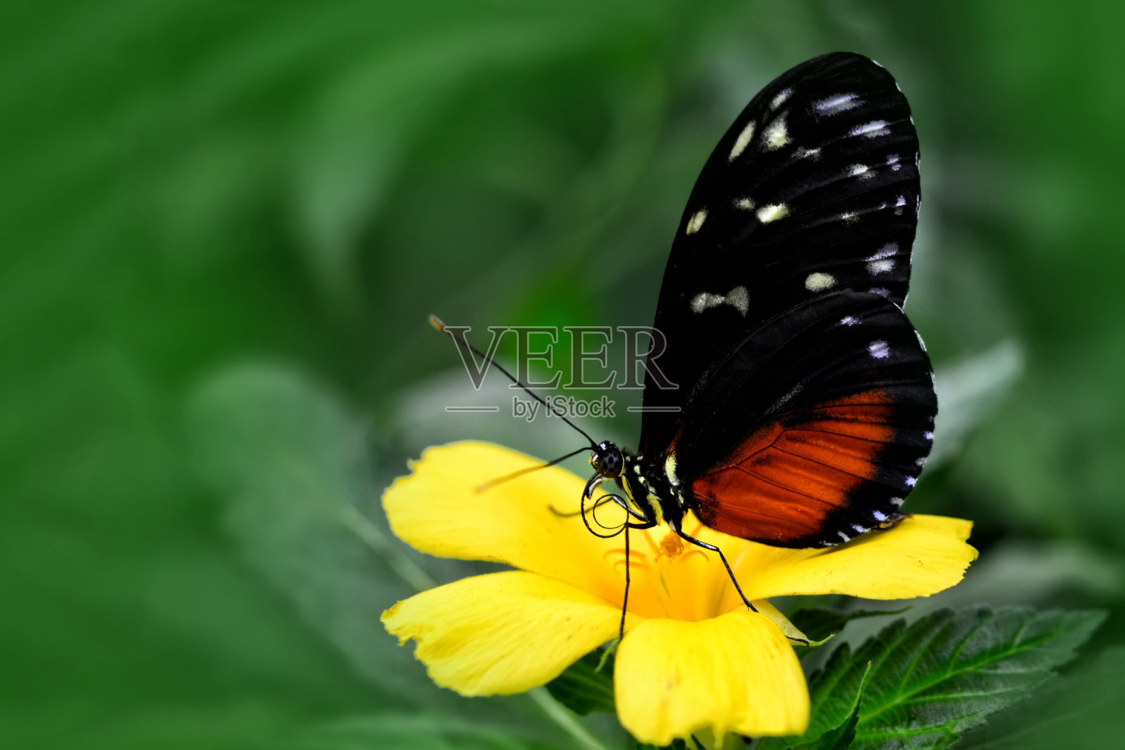 特写美丽的蝴蝶坐在花在一个夏天的花园。照片摄影图片