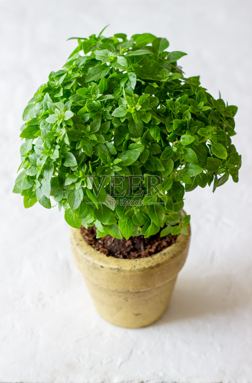 白色背景上的新鲜绿色罗勒。饮食。健康饮食。照片摄影图片