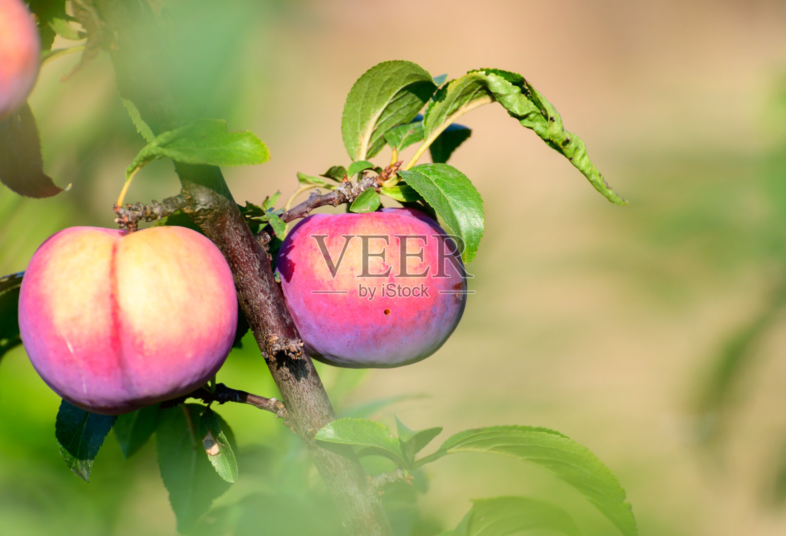 在果园树上成熟的李子果照片摄影图片