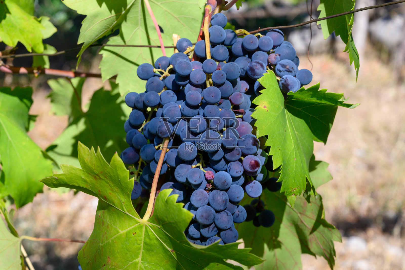 生长在意大利南部坎帕尼亚葡萄园的成熟红葡萄，用于酿造红葡萄酒照片摄影图片