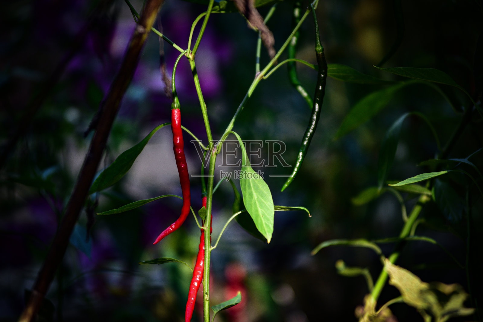 9月花园照片摄影图片