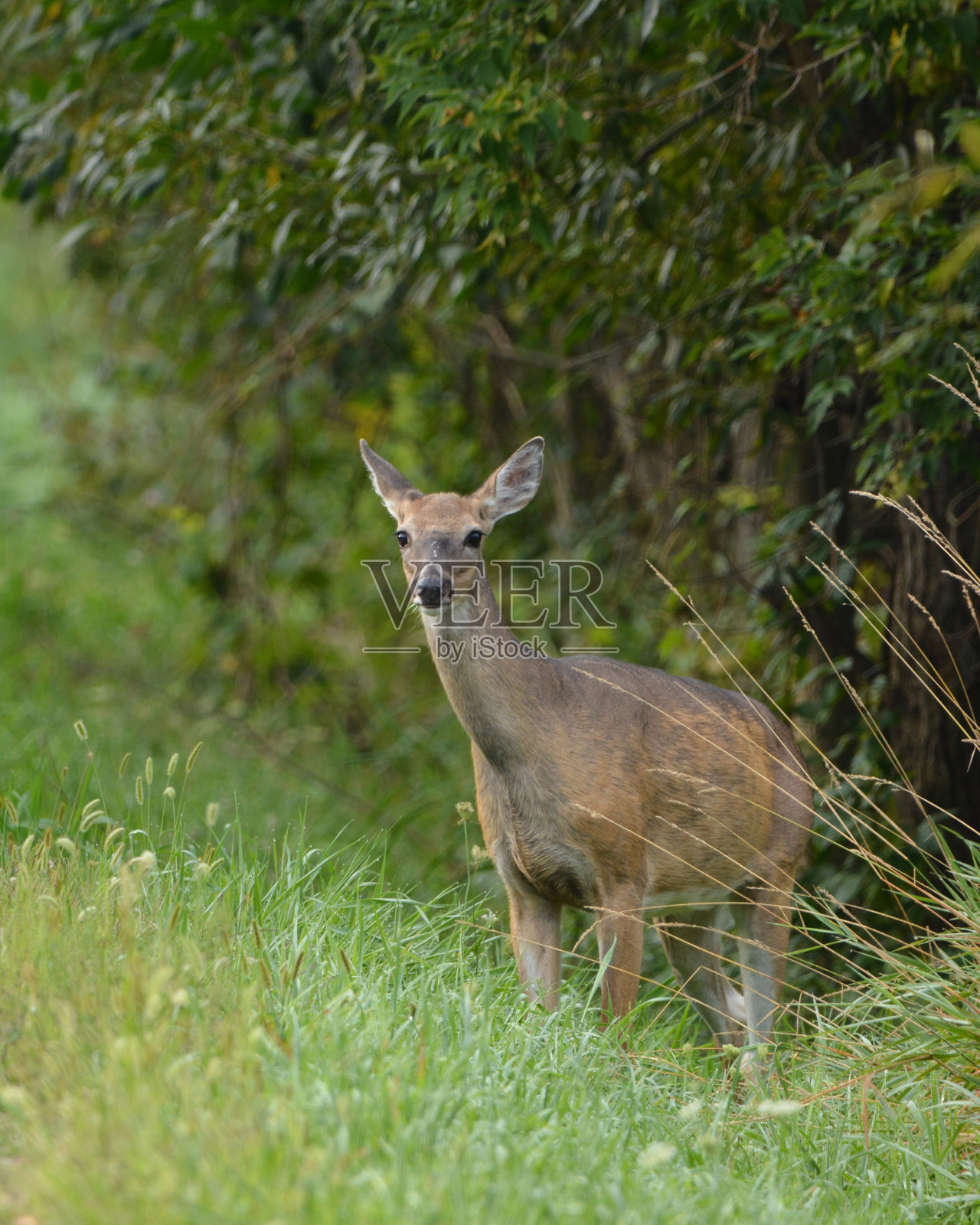 白尾鹿照片摄影图片