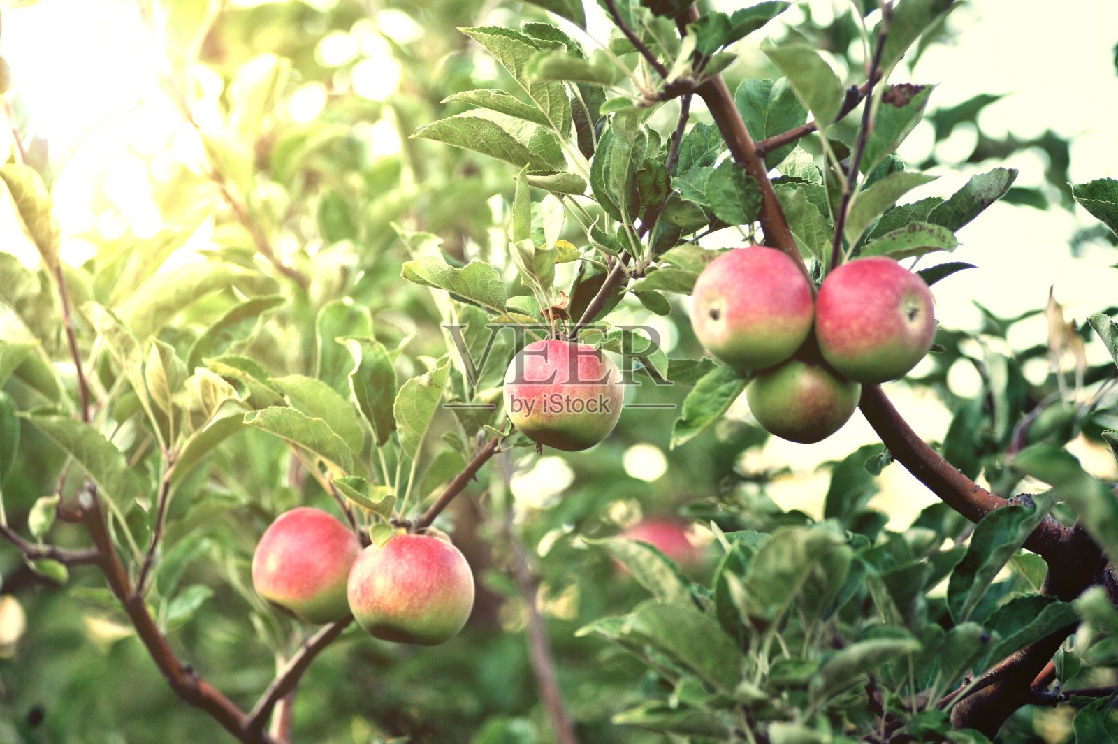 果园里成熟的苹果准备收割了照片摄影图片