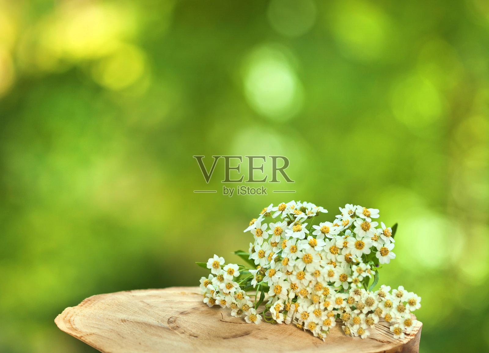 蓍属salicifolia花照片摄影图片