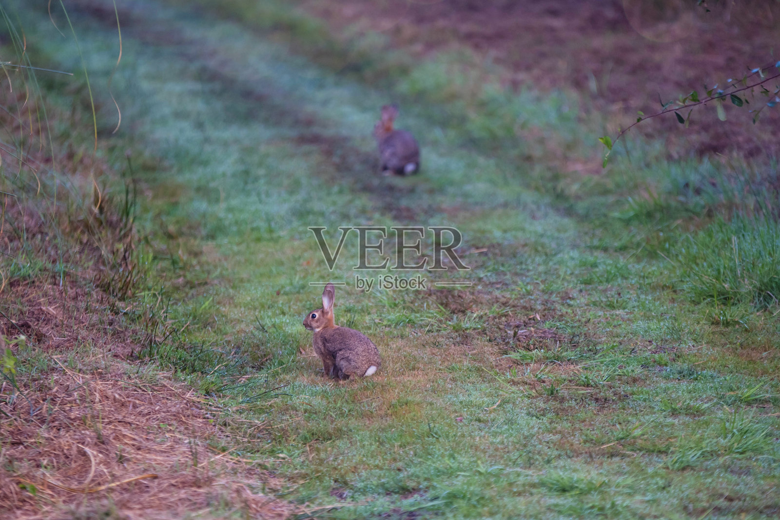 小兔子在黎明照片摄影图片