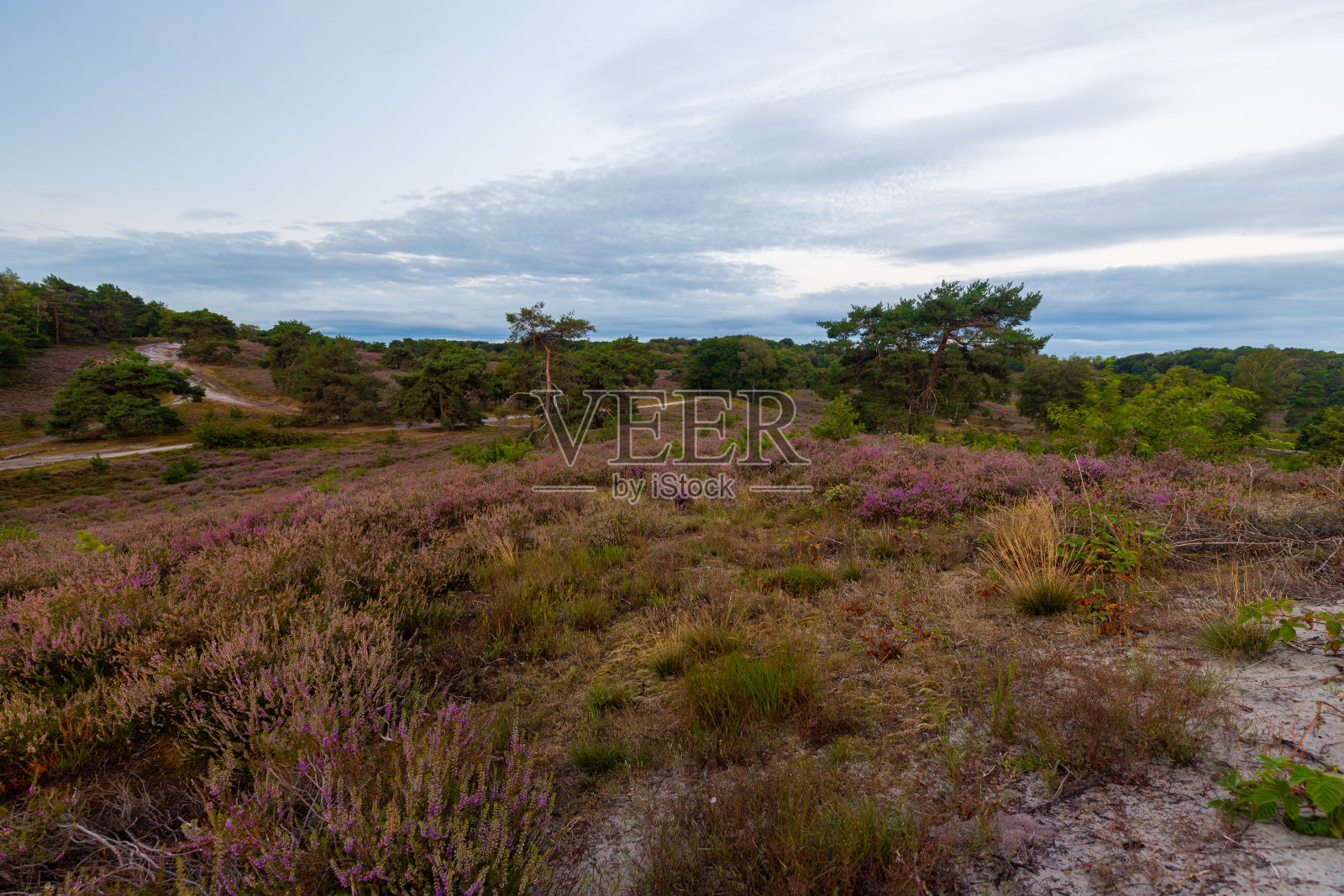 荷兰Brunssumerheide国家公园的日落，它变成了紫色照片摄影图片