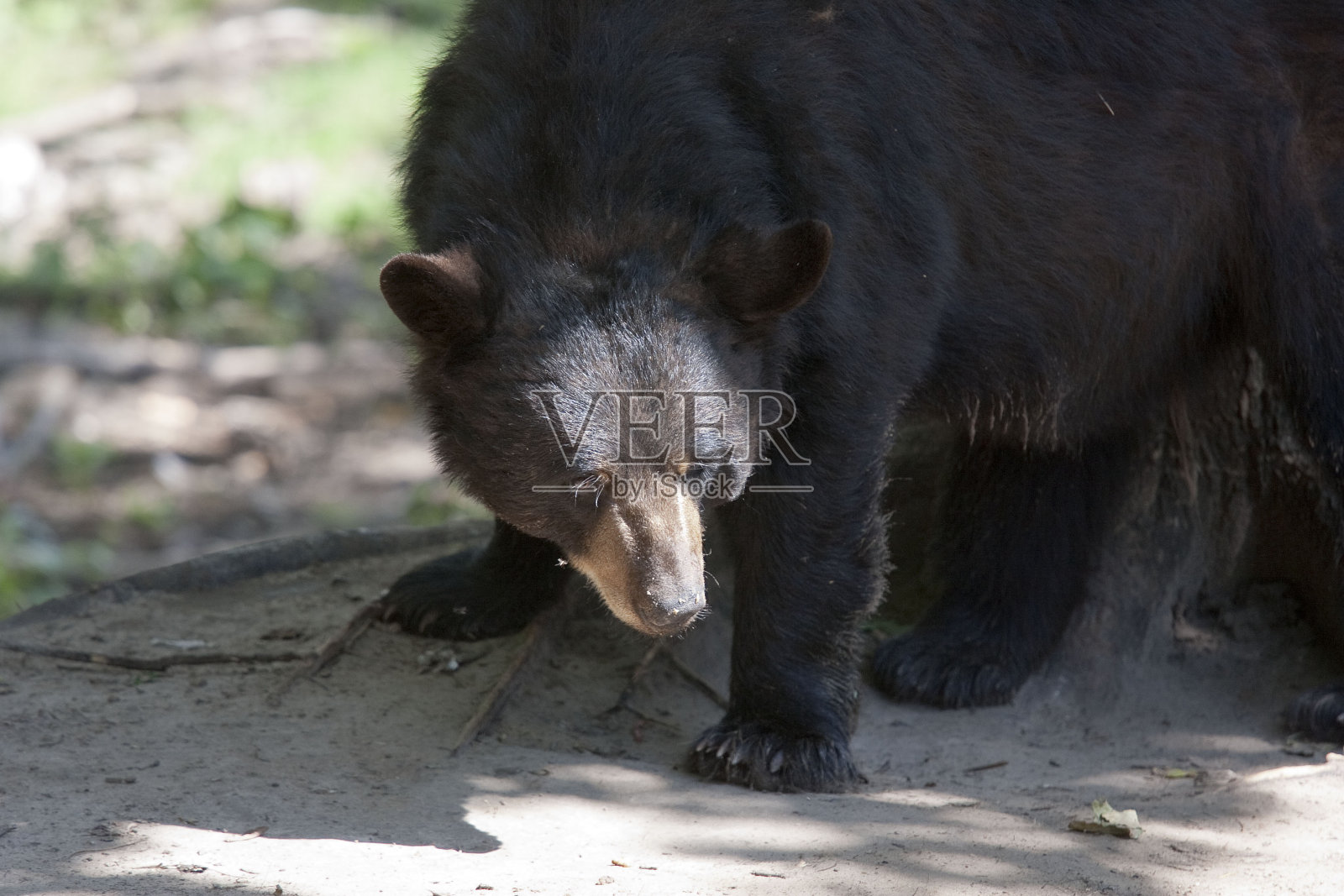 动物照片摄影图片