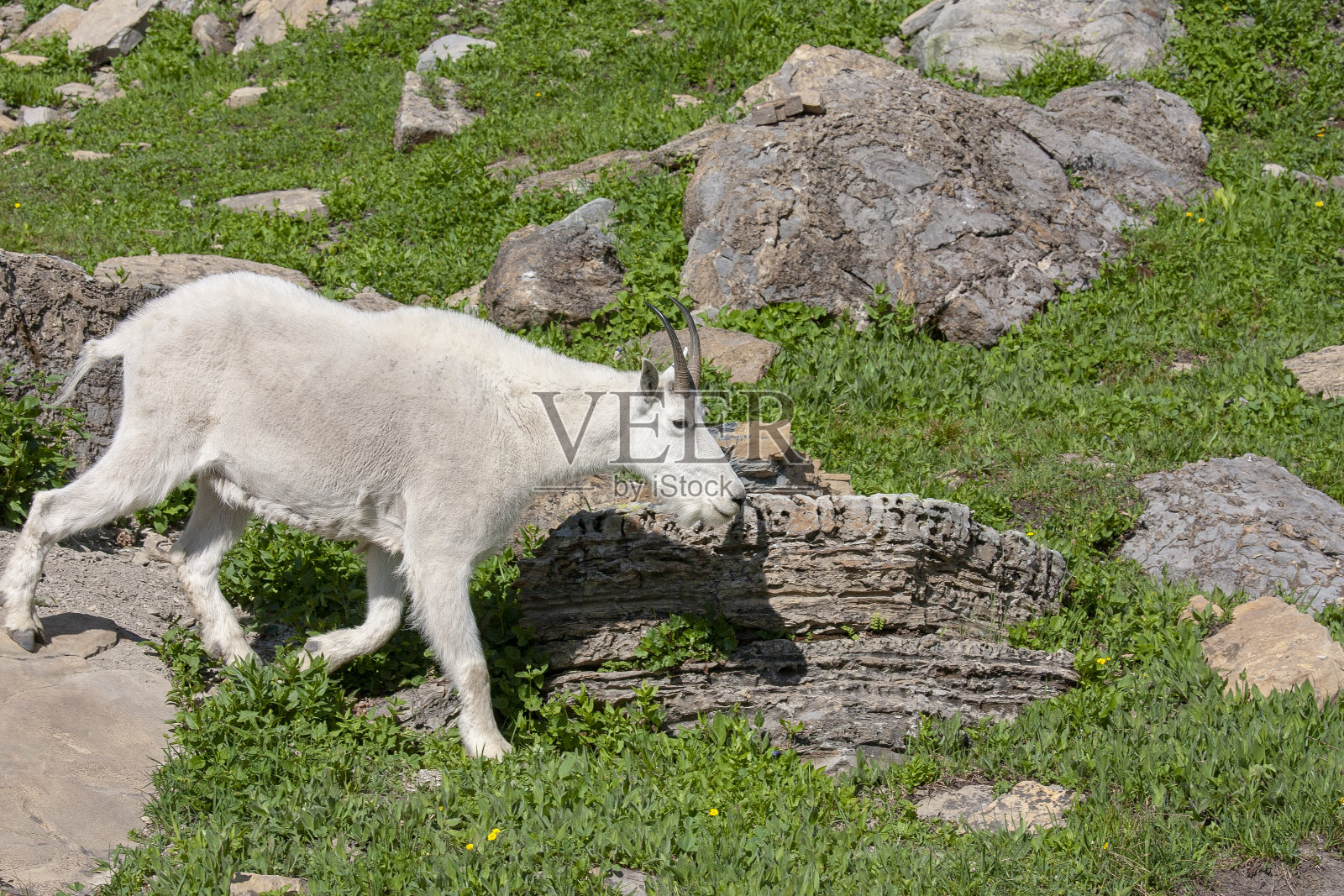动物照片摄影图片
