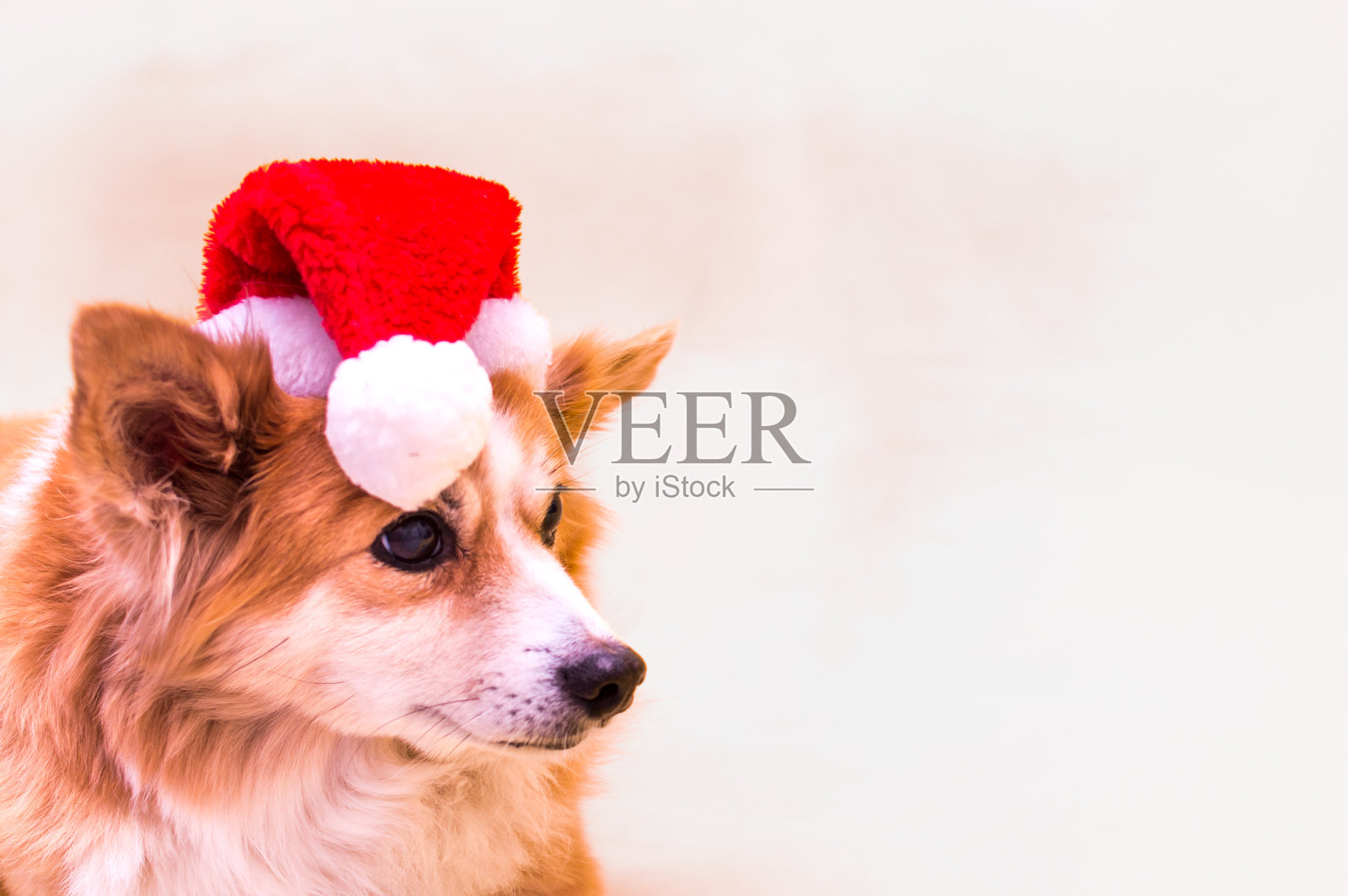 一只狗的特写肖像在白色的背景戴着圣诞老人的帽子。新2021年照片摄影图片