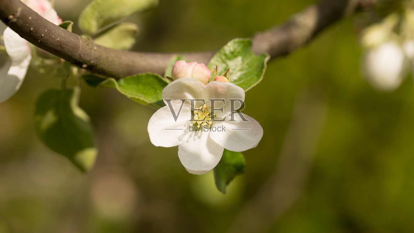 春天的苹果树照片摄影图片