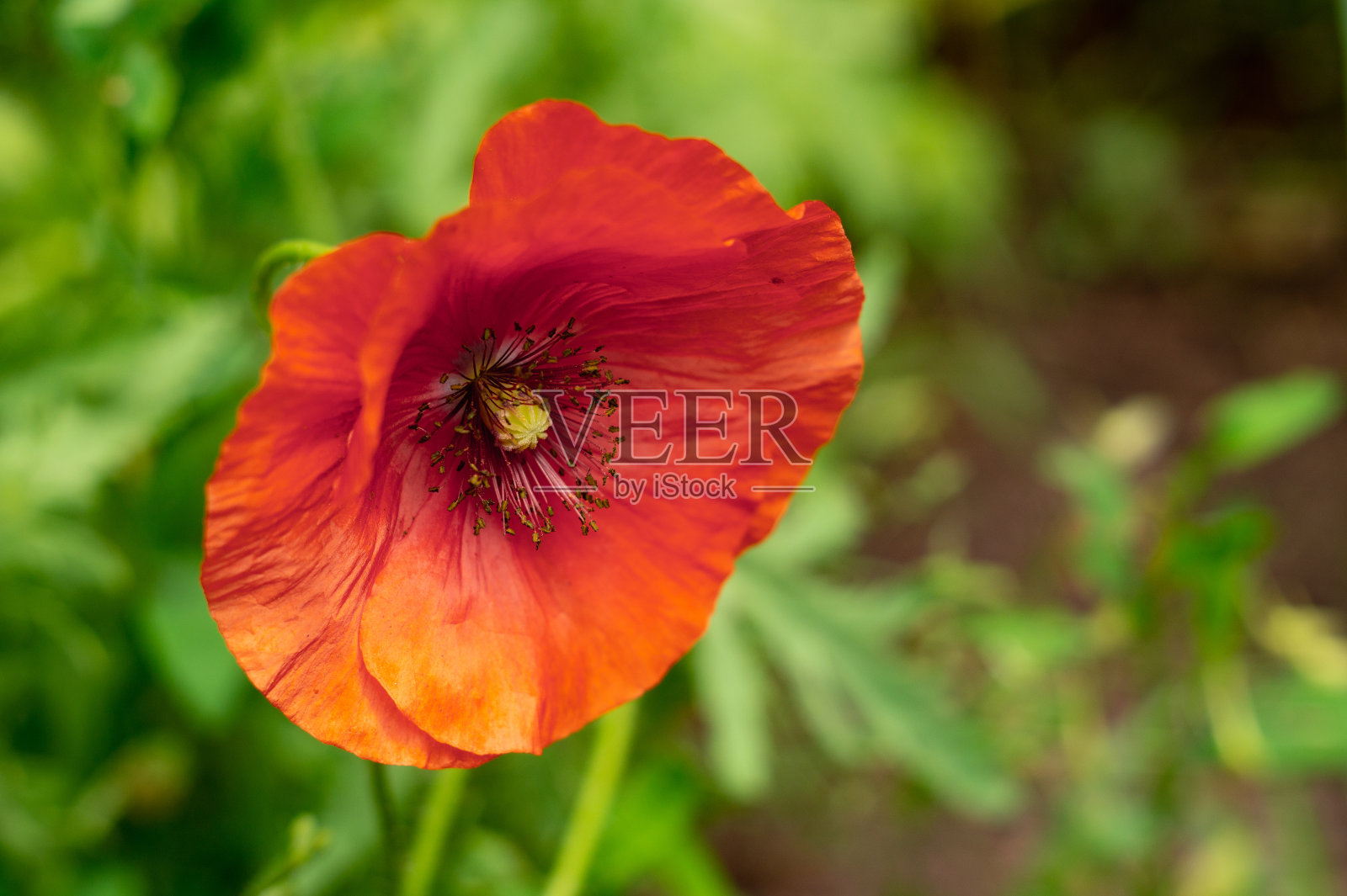 花园里盛开着红色的罂粟花照片摄影图片