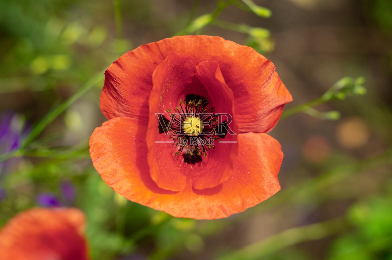 花园里盛开着红色的罂粟花照片摄影图片