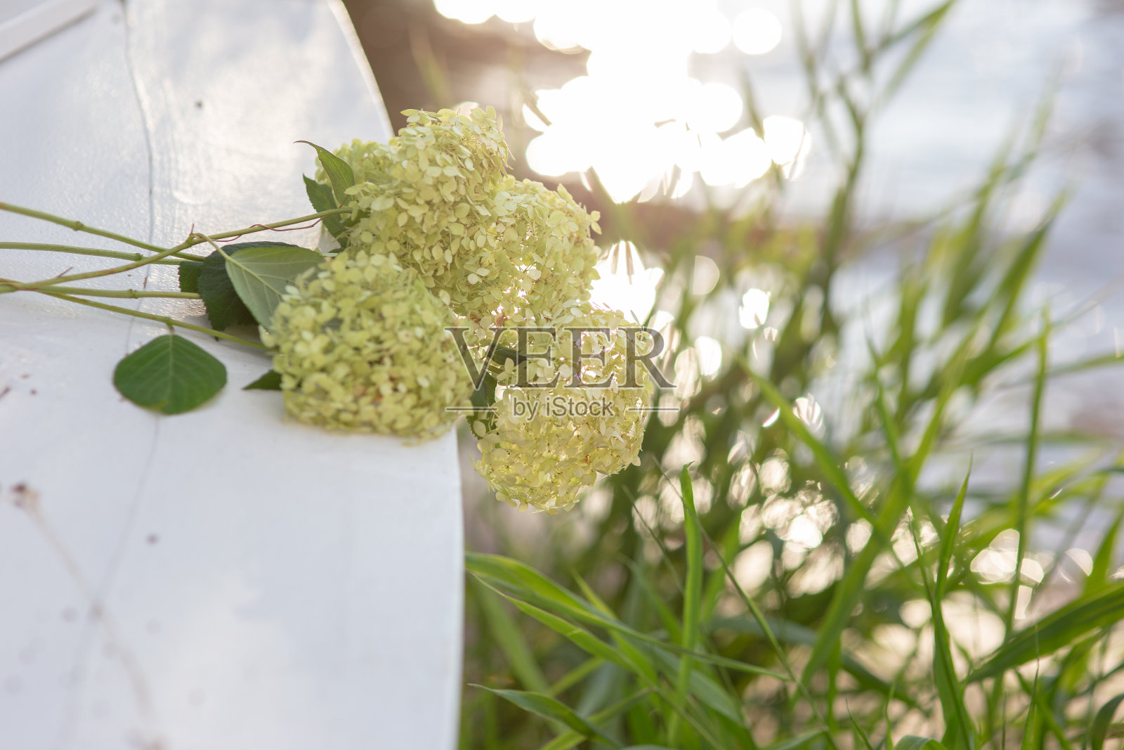 一束白色的绣球花在早晨的花园靠近水在草地的背景照片摄影图片