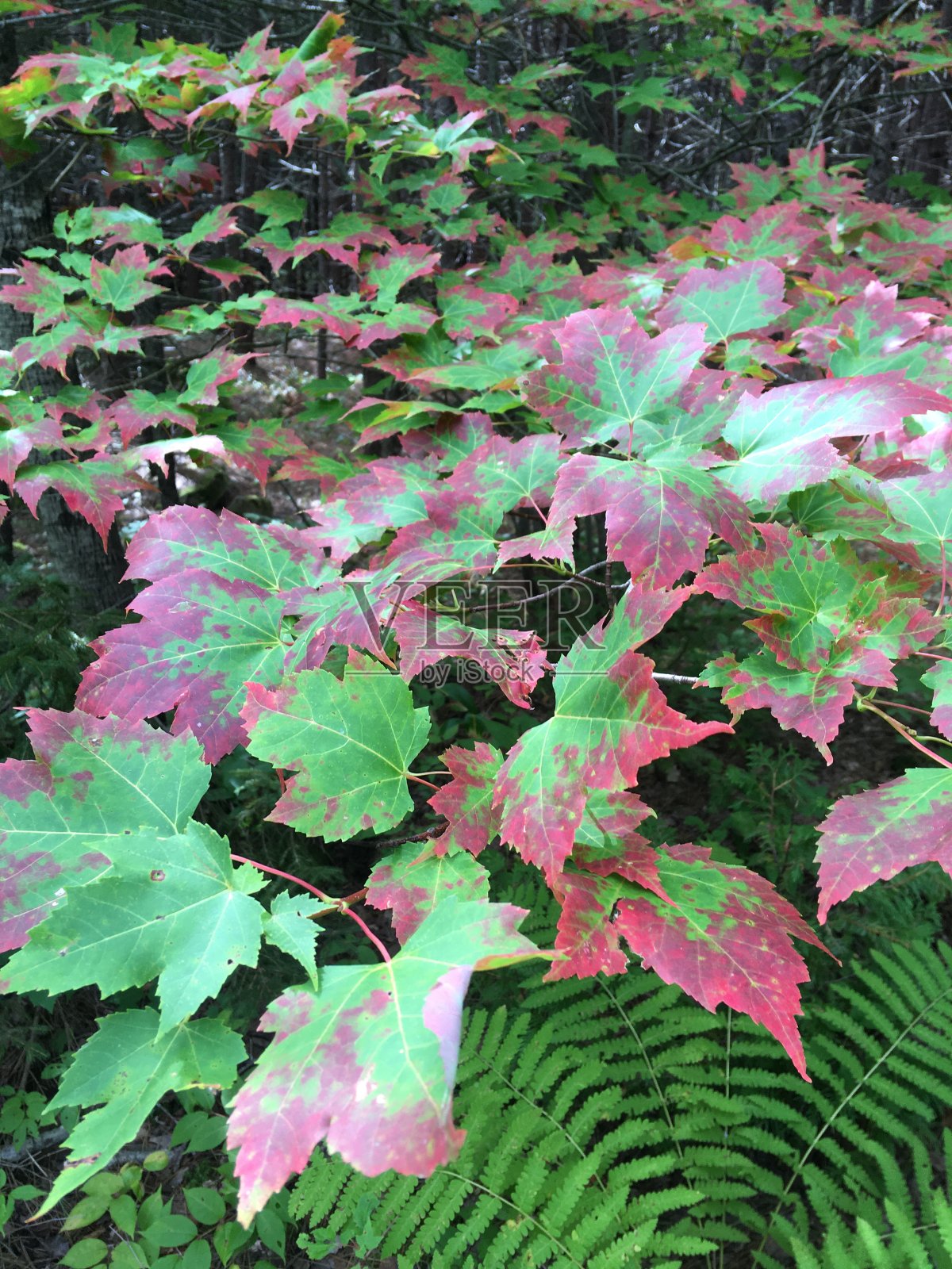 红色的树叶。照片摄影图片