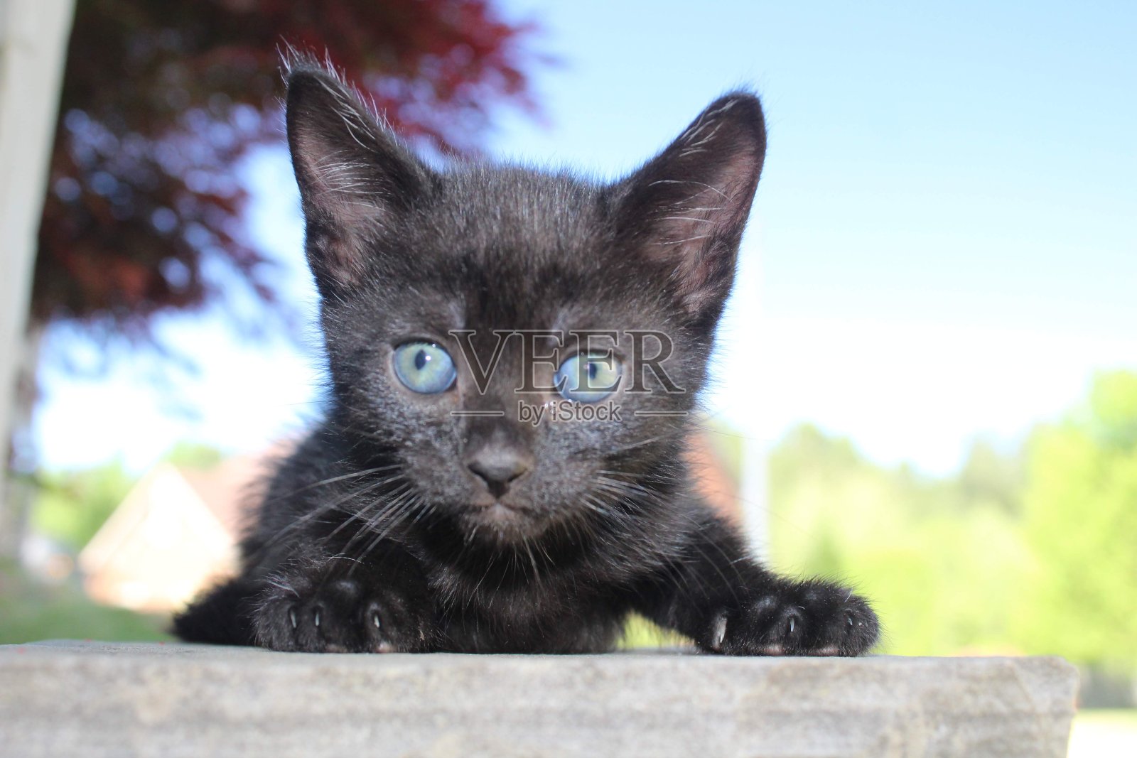 爱丽丝照片摄影图片