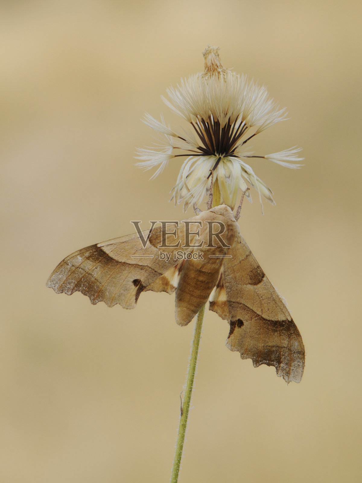 一种鹰蛾科的蝴蝶，在夏季的一天，在田野的花朵上展开翅膀照片摄影图片