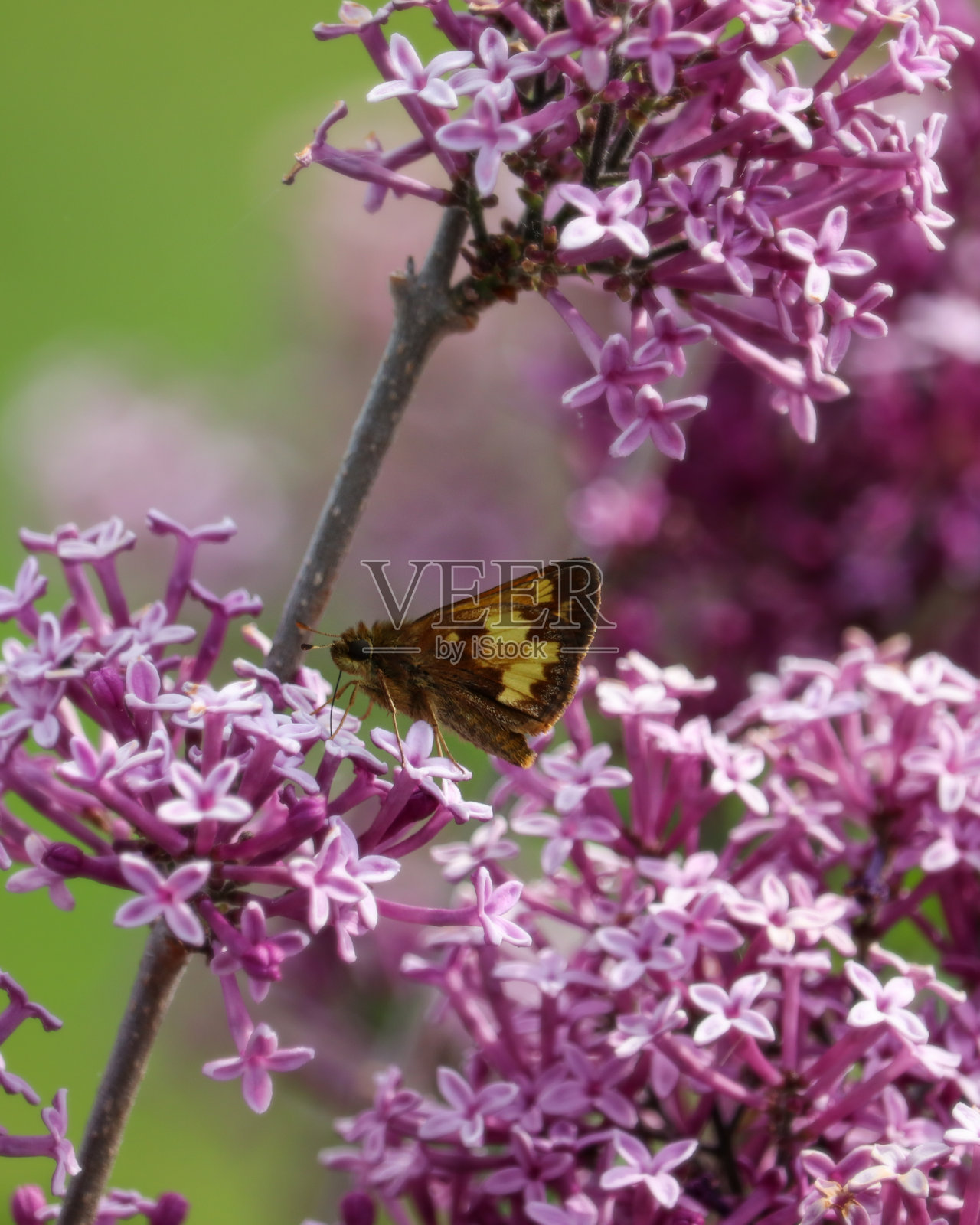 紫丁香上的蝴蝶照片摄影图片