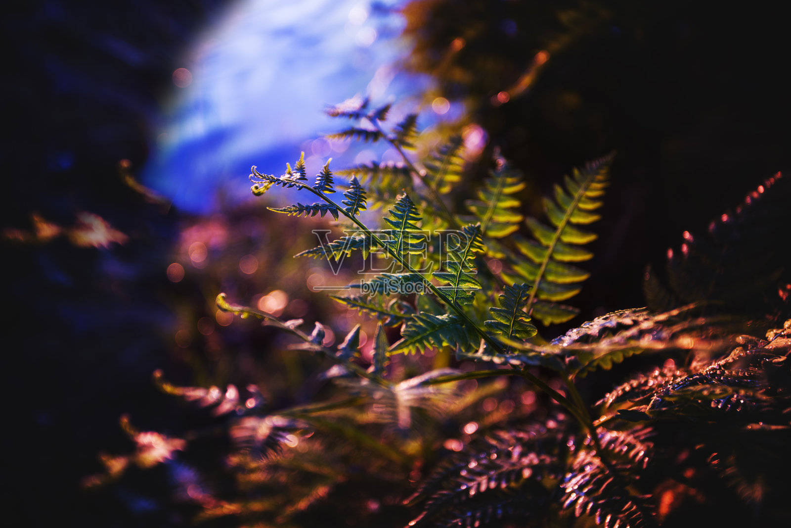 森林中的蕨类在湖的背景上照片摄影图片