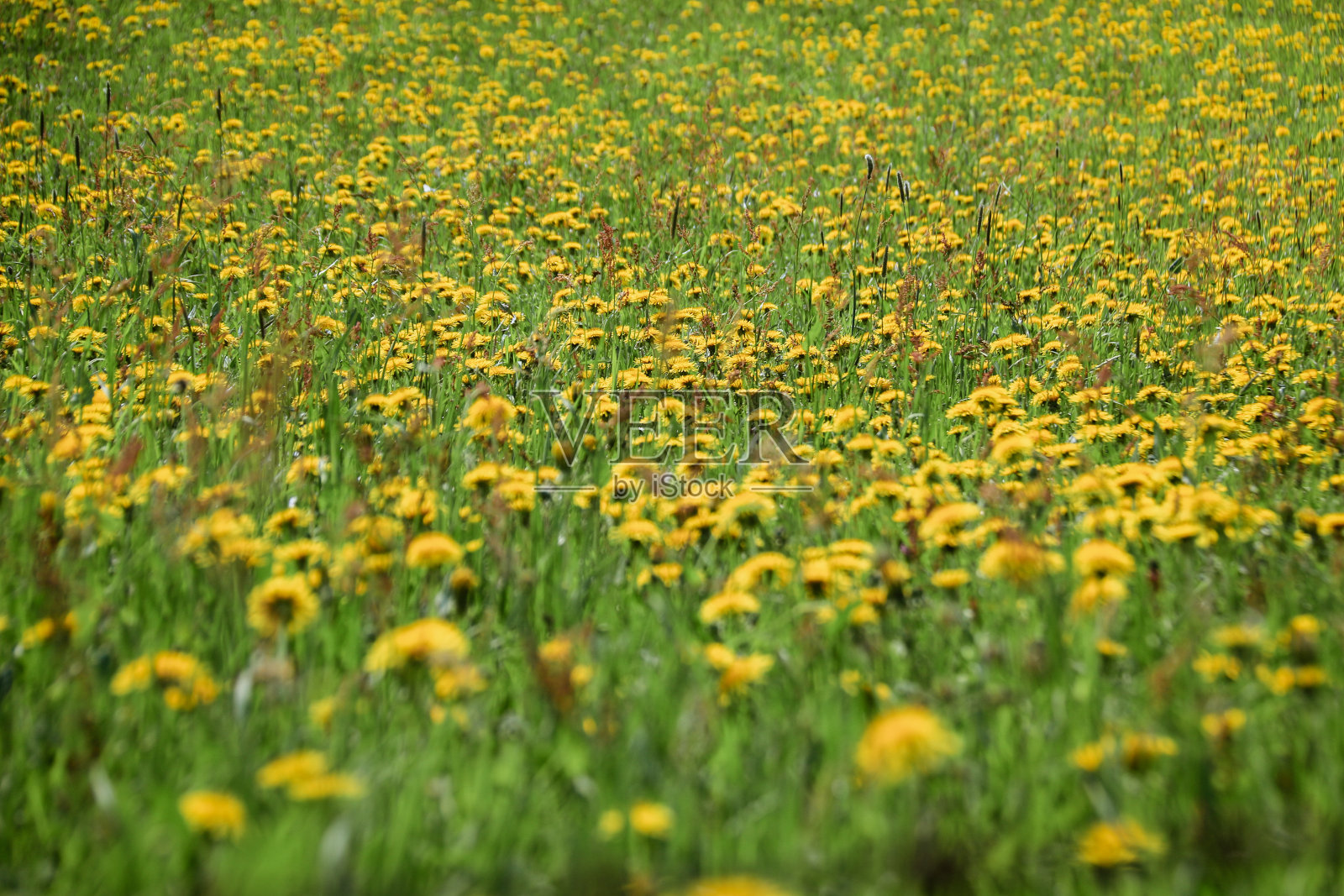 田野与黄色盛开的蒲公英花在高山牧场施拉德明格陶恩山脉，施拉德明地区，斯蒂里亚，奥地利照片摄影图片
