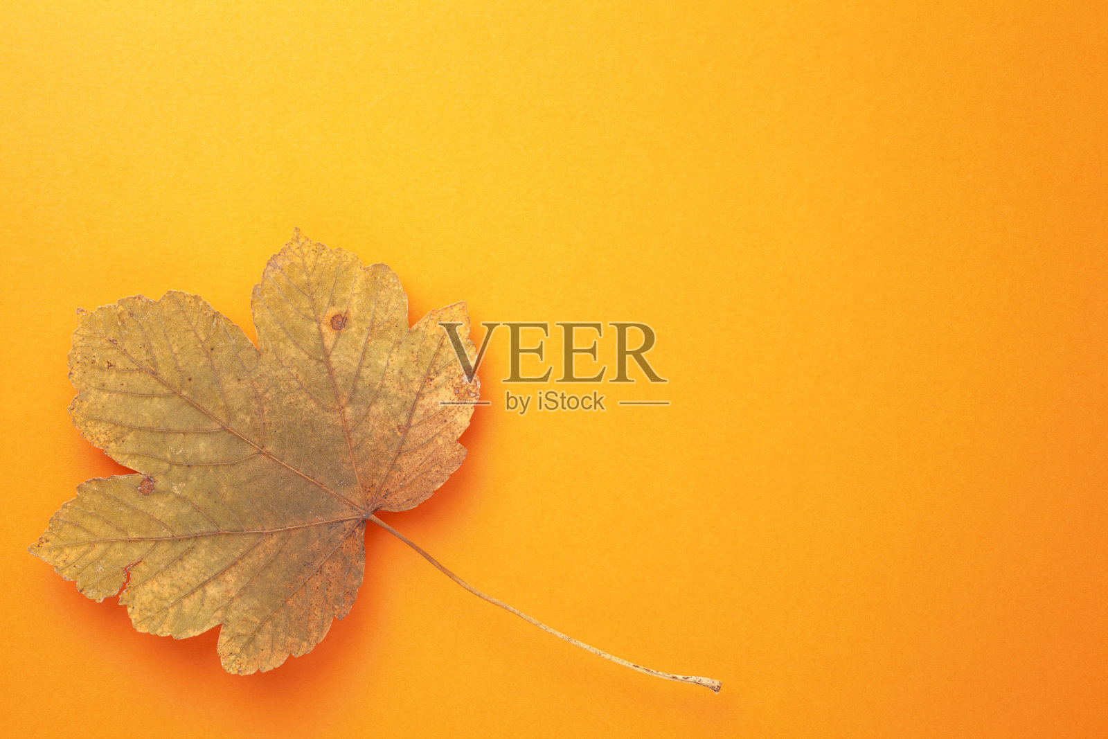 橙色背景上的单秋枫叶照片摄影图片