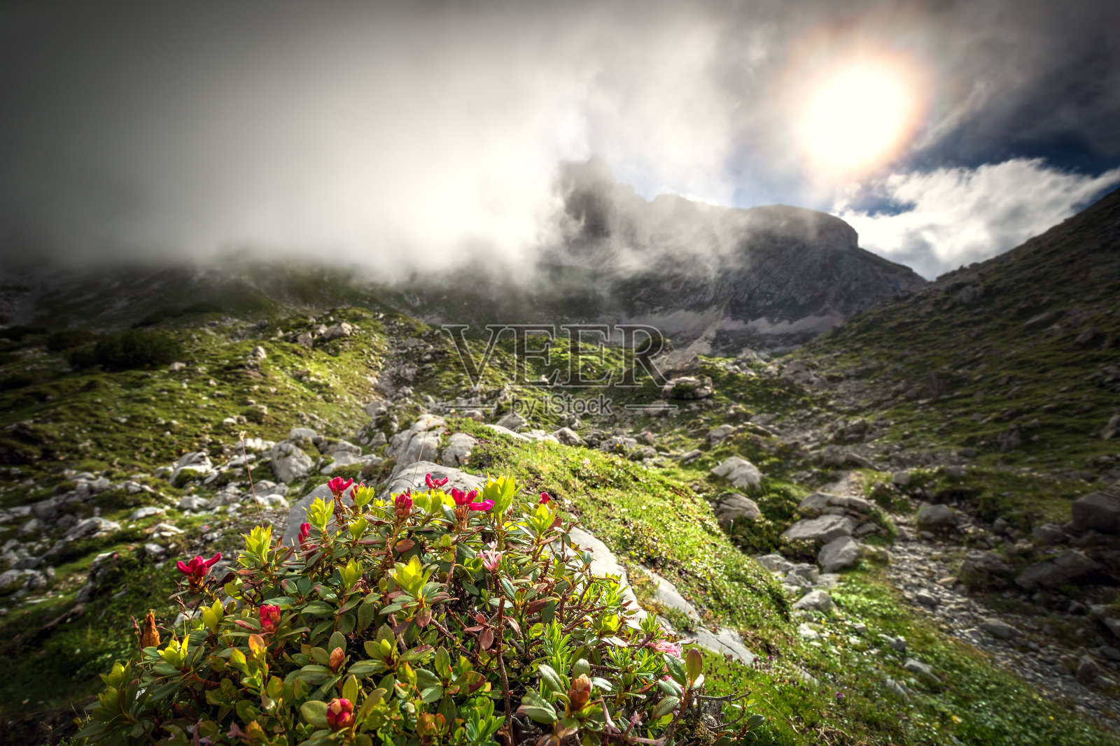 阳光透过茂密的杜鹃花高山迷雾照片摄影图片