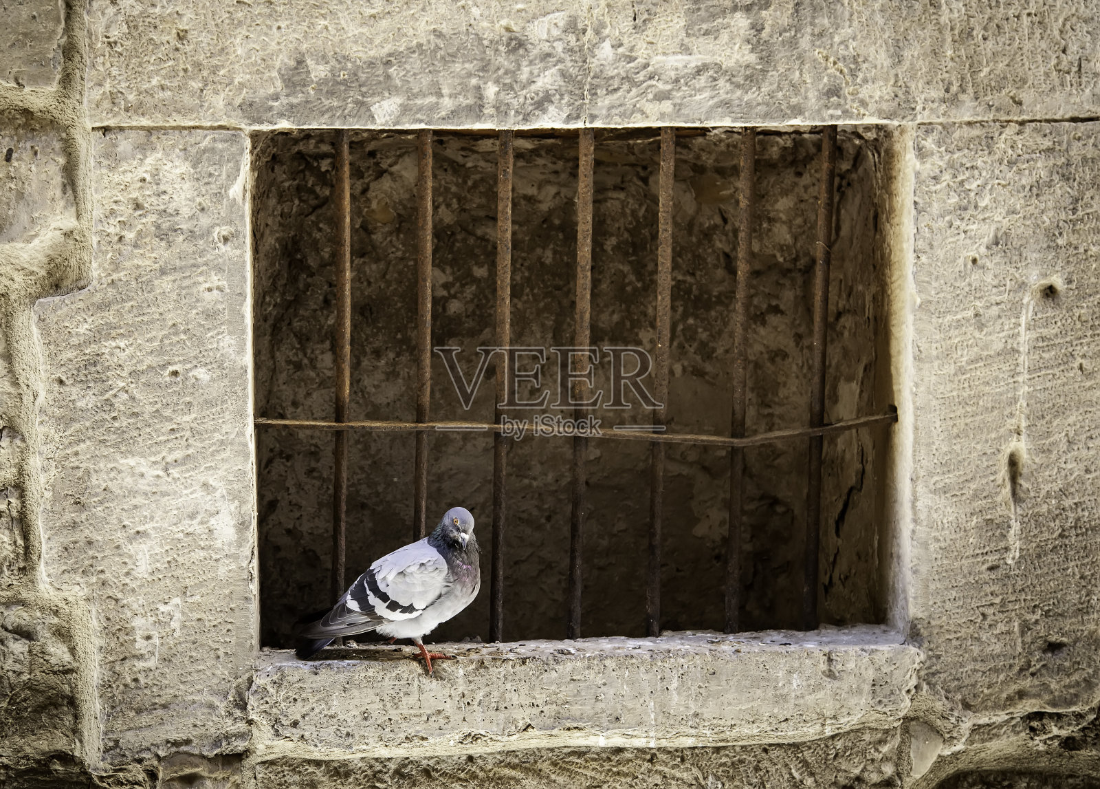 房子窗户上的鸽子照片摄影图片