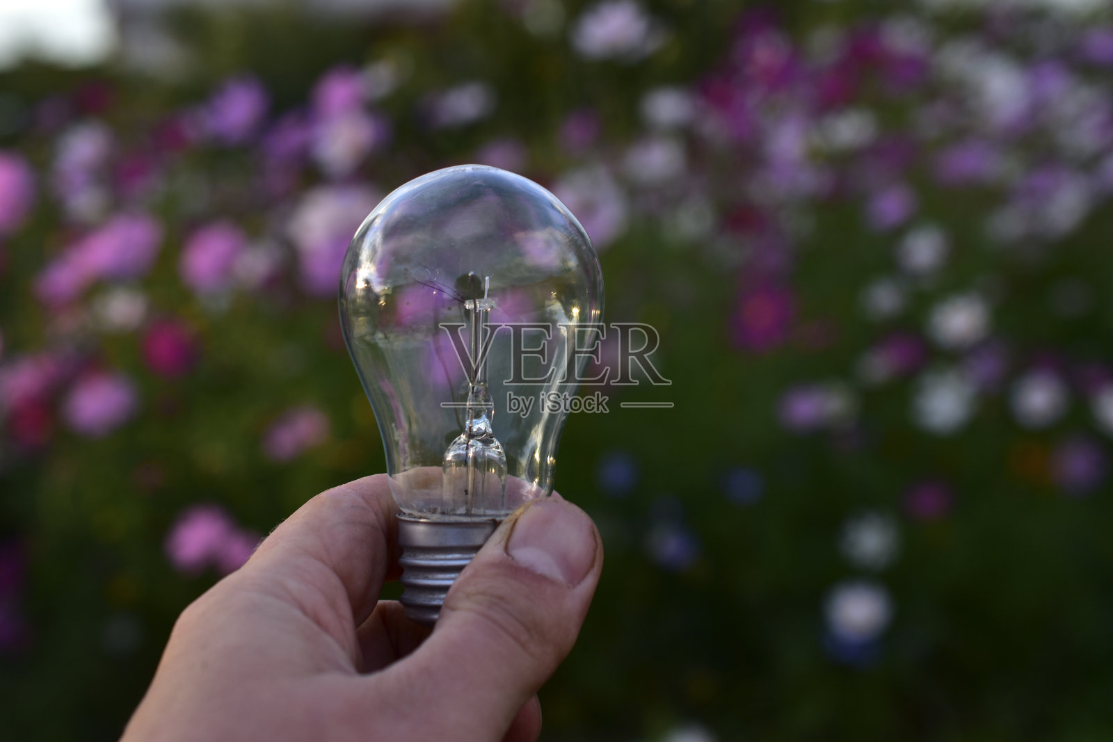 白炽灯手在花园里的花的背景照片摄影图片